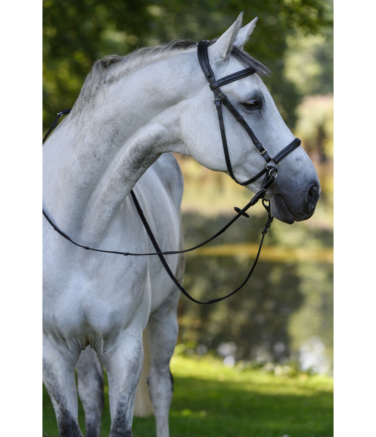 Bitless Bridle