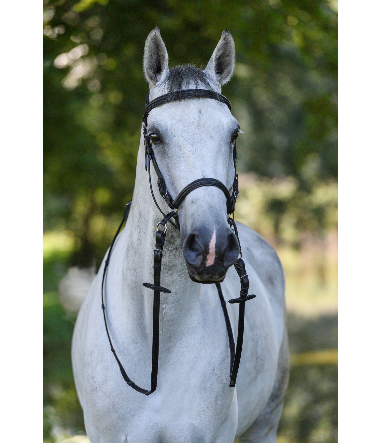 Bitless Bridle