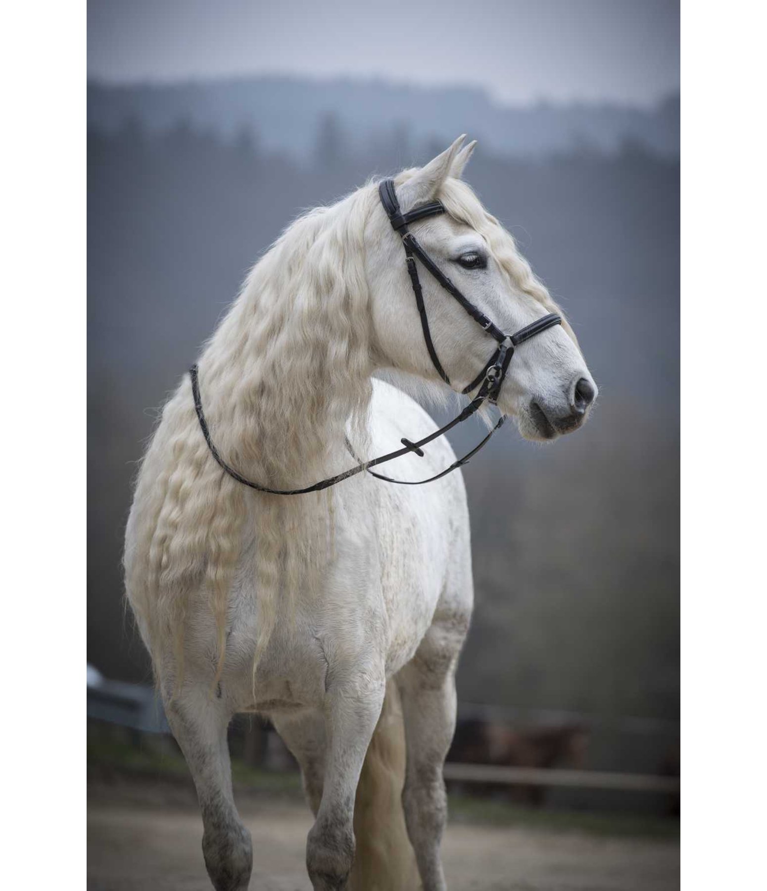 Bitless Bridle