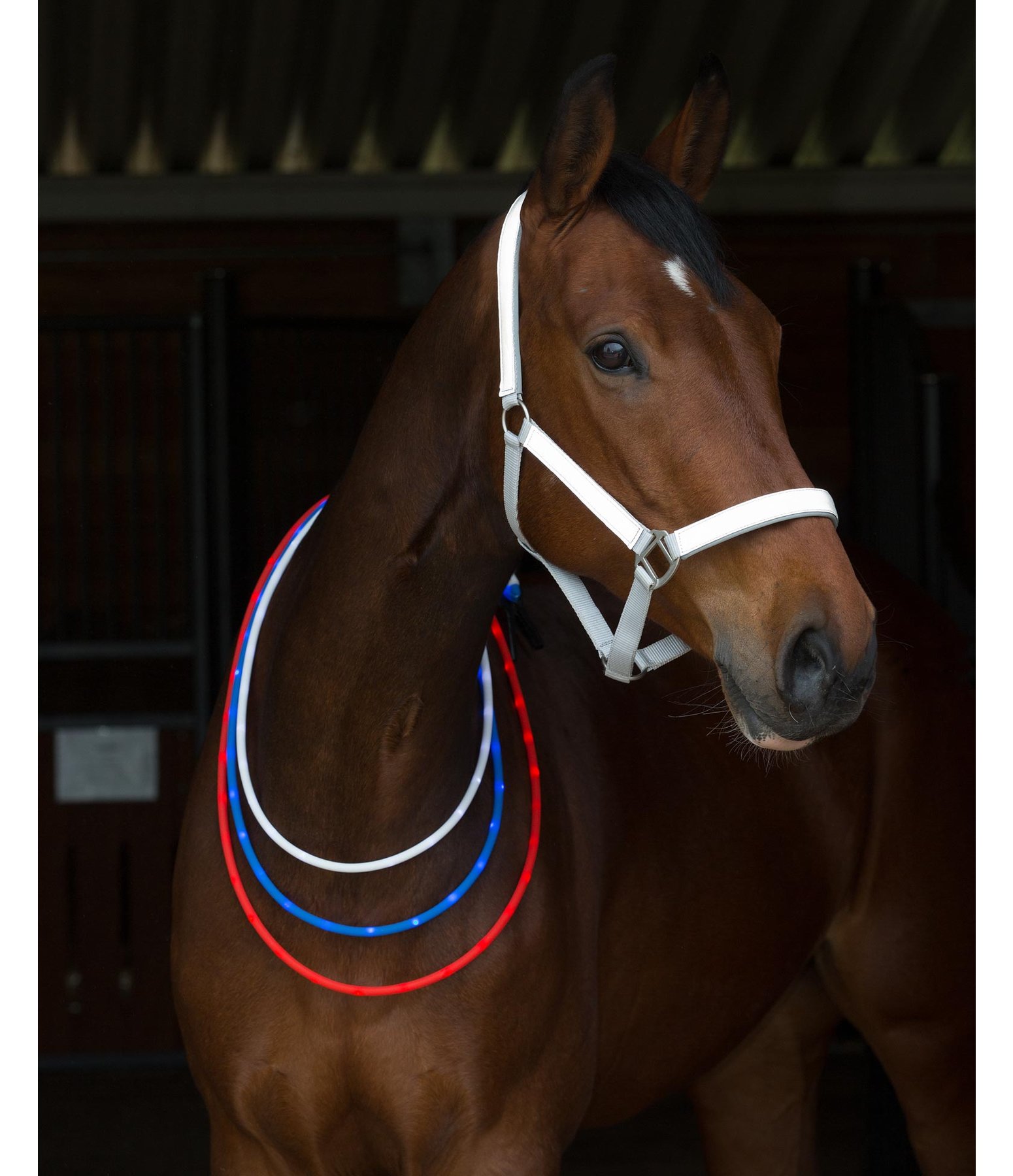 LED-Light Neck Strap for Horses