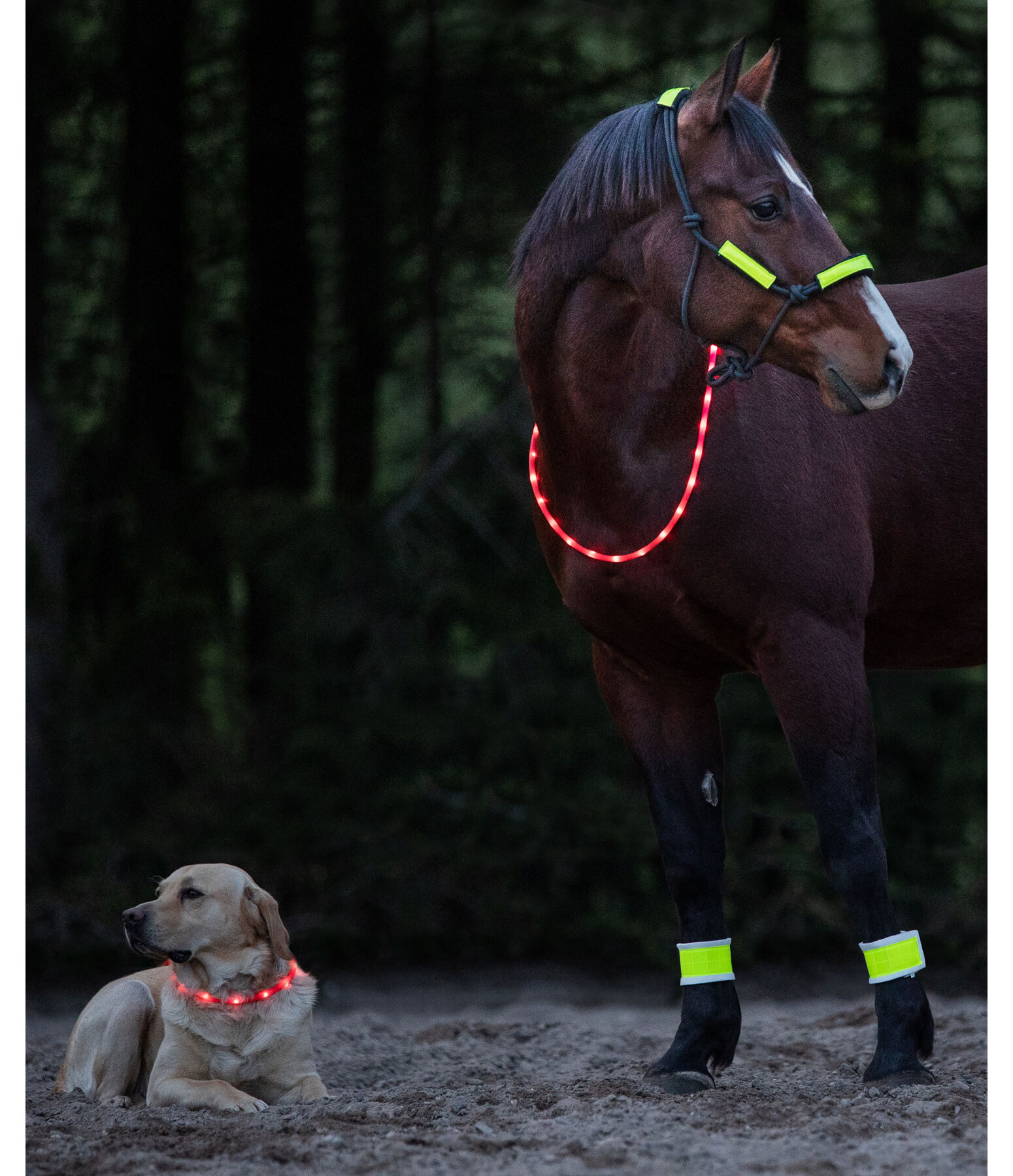 LED-Light Neck Strap for Horses