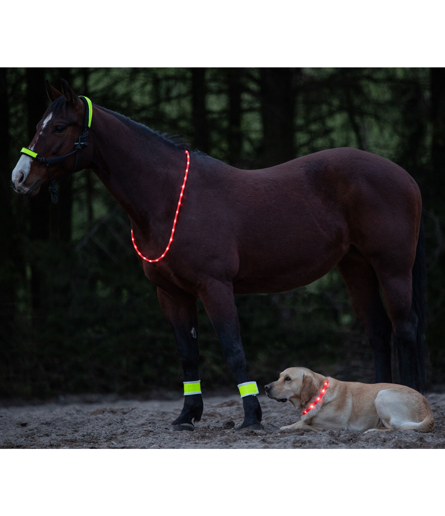 LED-Light Neck Strap for Horses