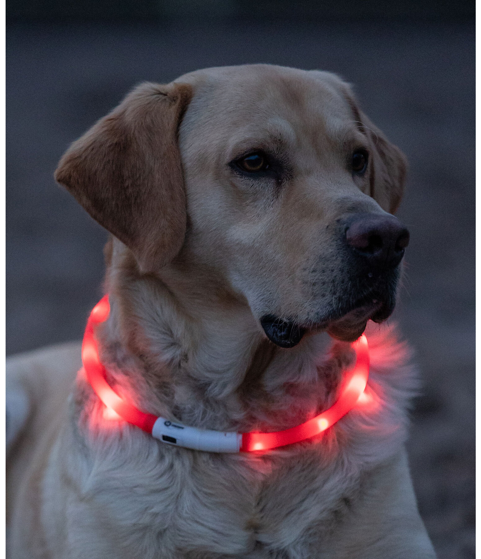 LED-Light Collar for Dogs