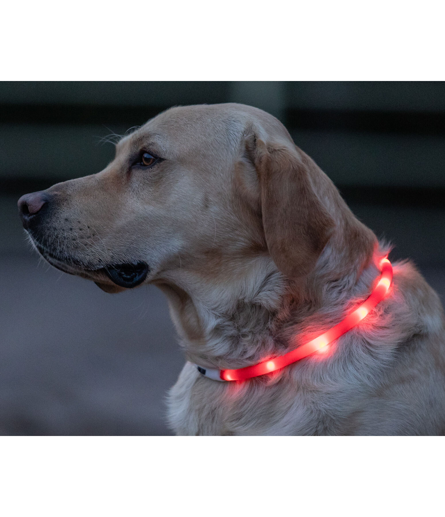 LED-Light Collar for Dogs