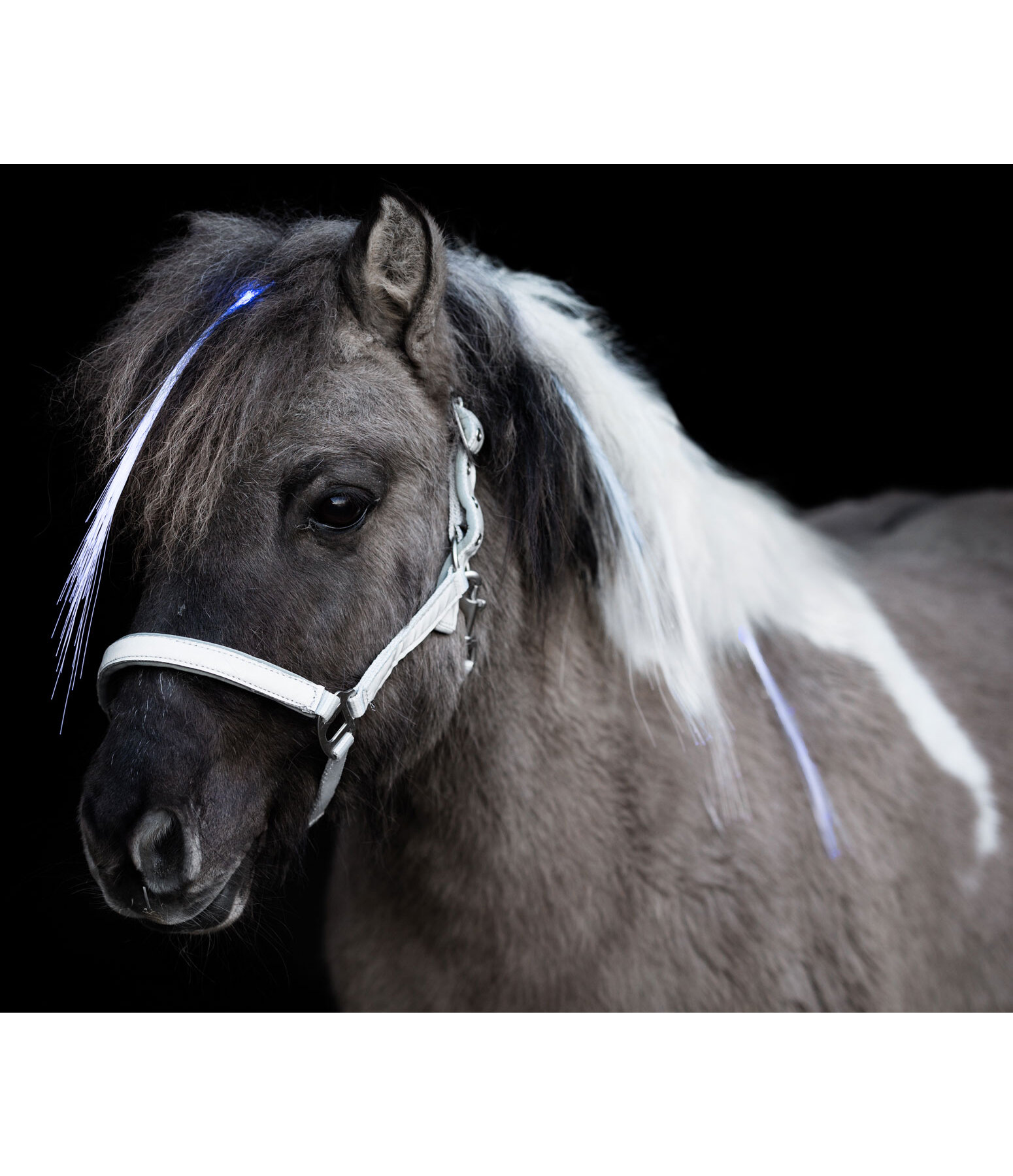 LED-Mane and Tail Clip