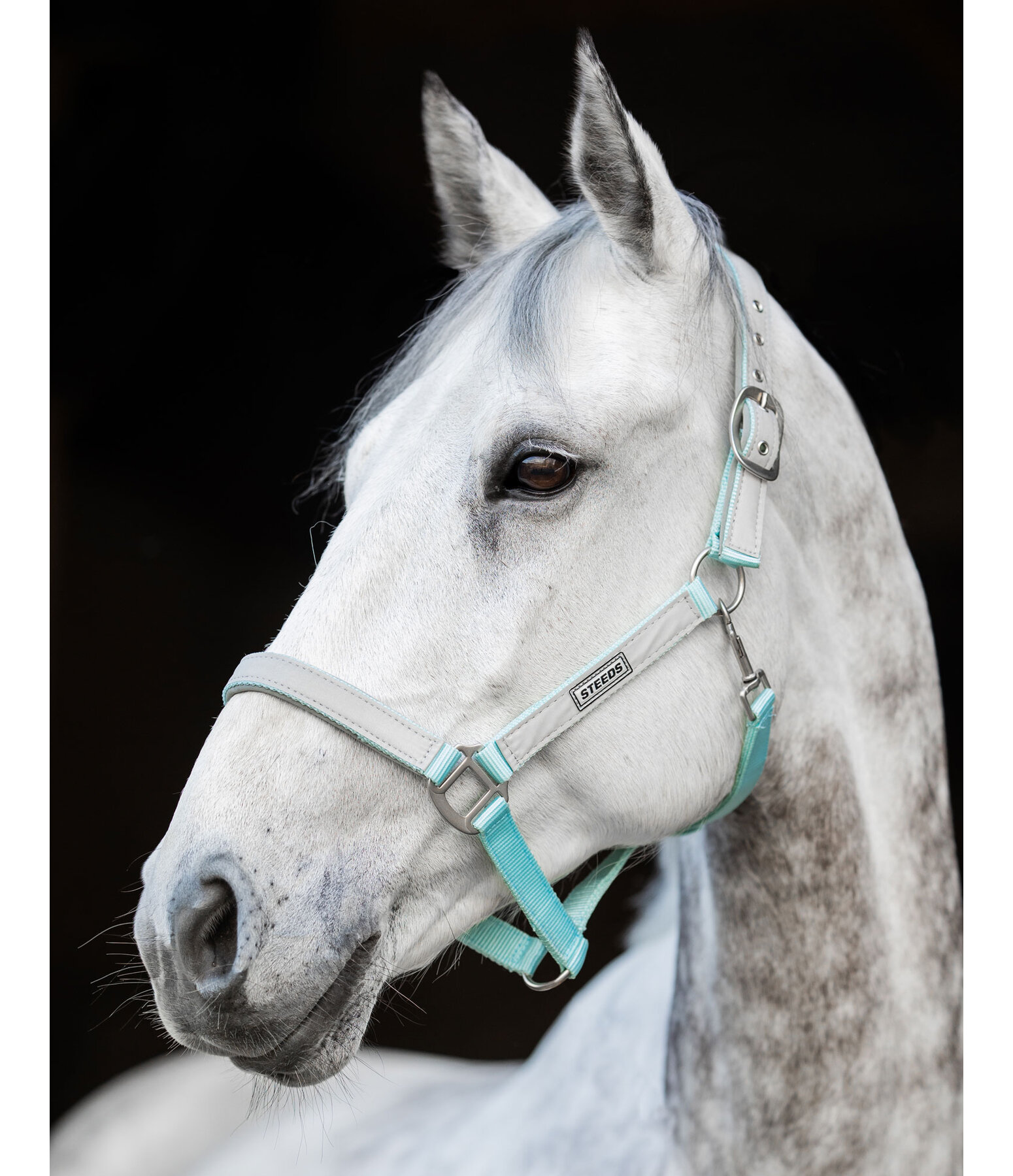 Hi-Vis Headcollar Shiny