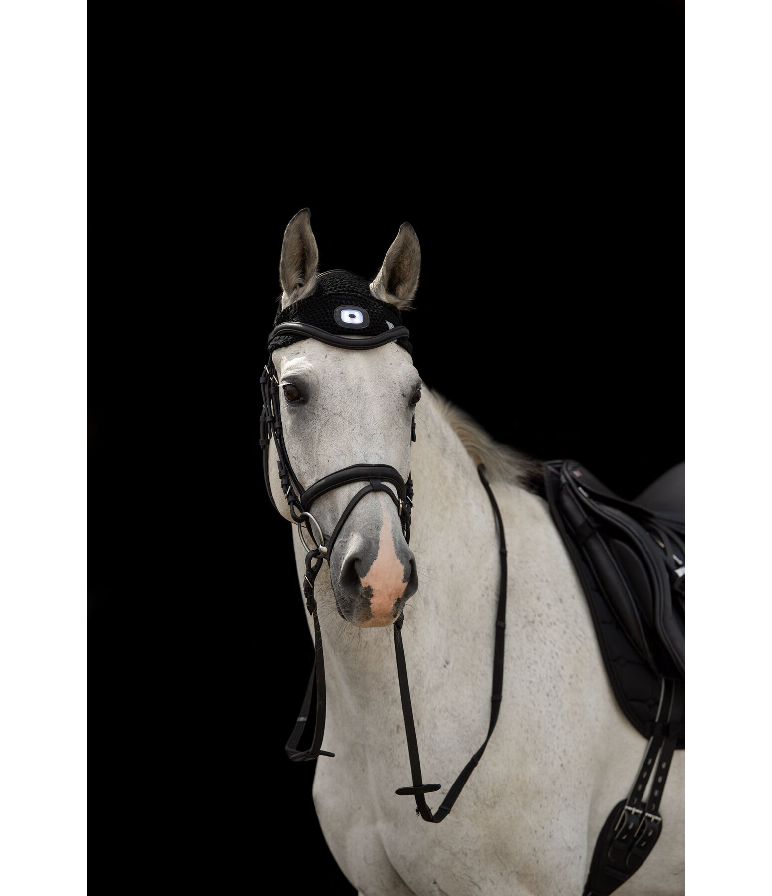 LED Head Lamp for Horses