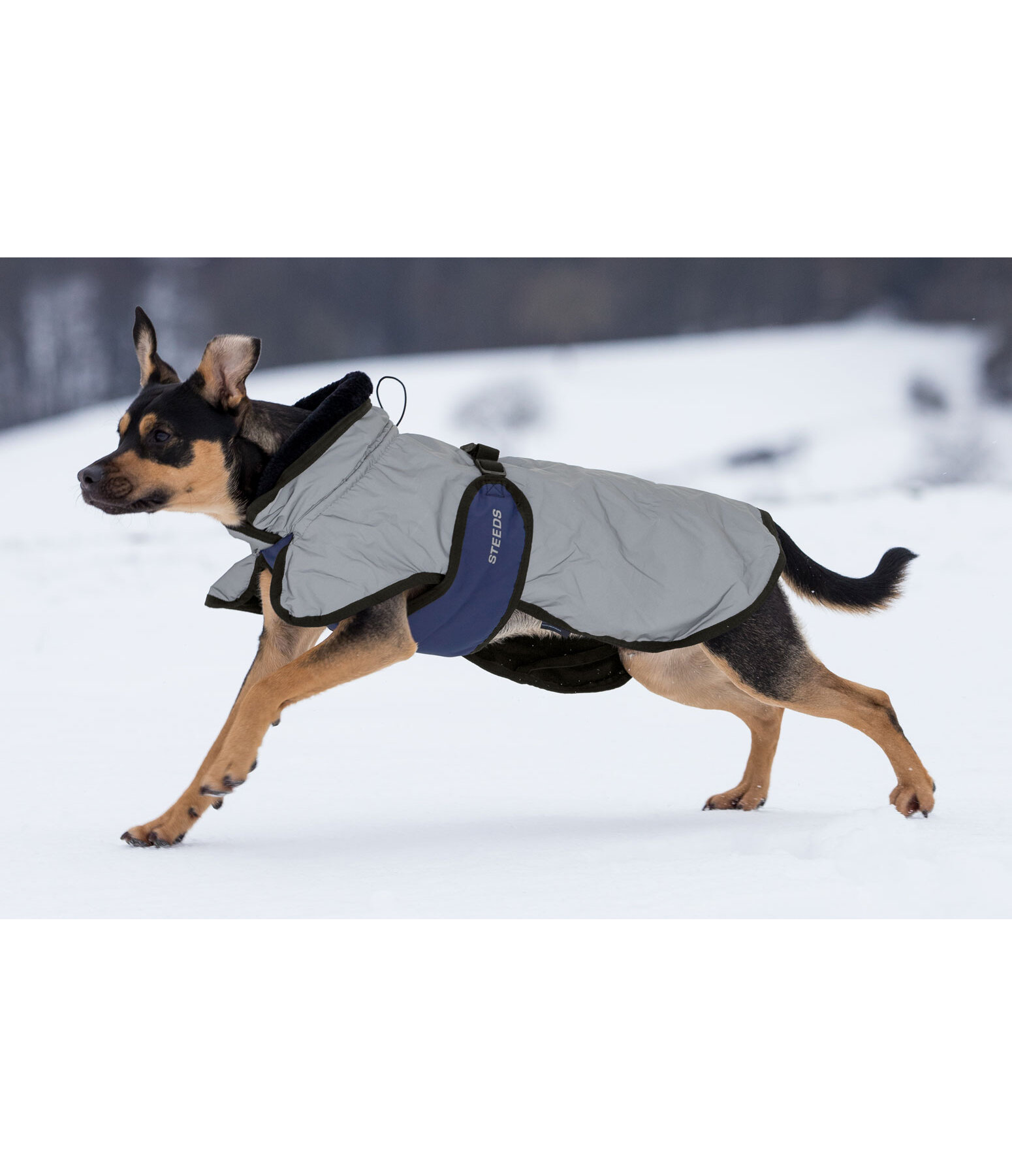 Reflective Dog Coat Highlight Reflective Items Kramer Equestrian