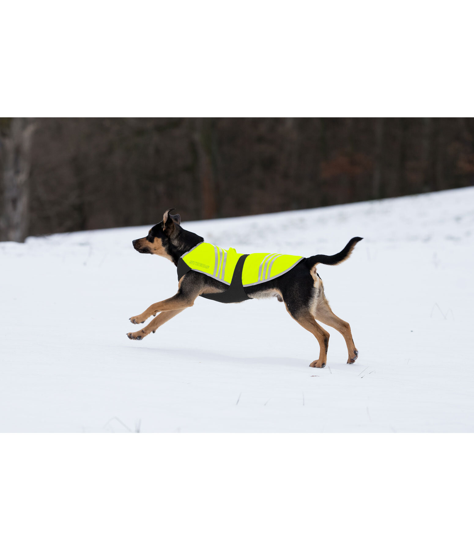 Hi-Vis Dog Coat Bright