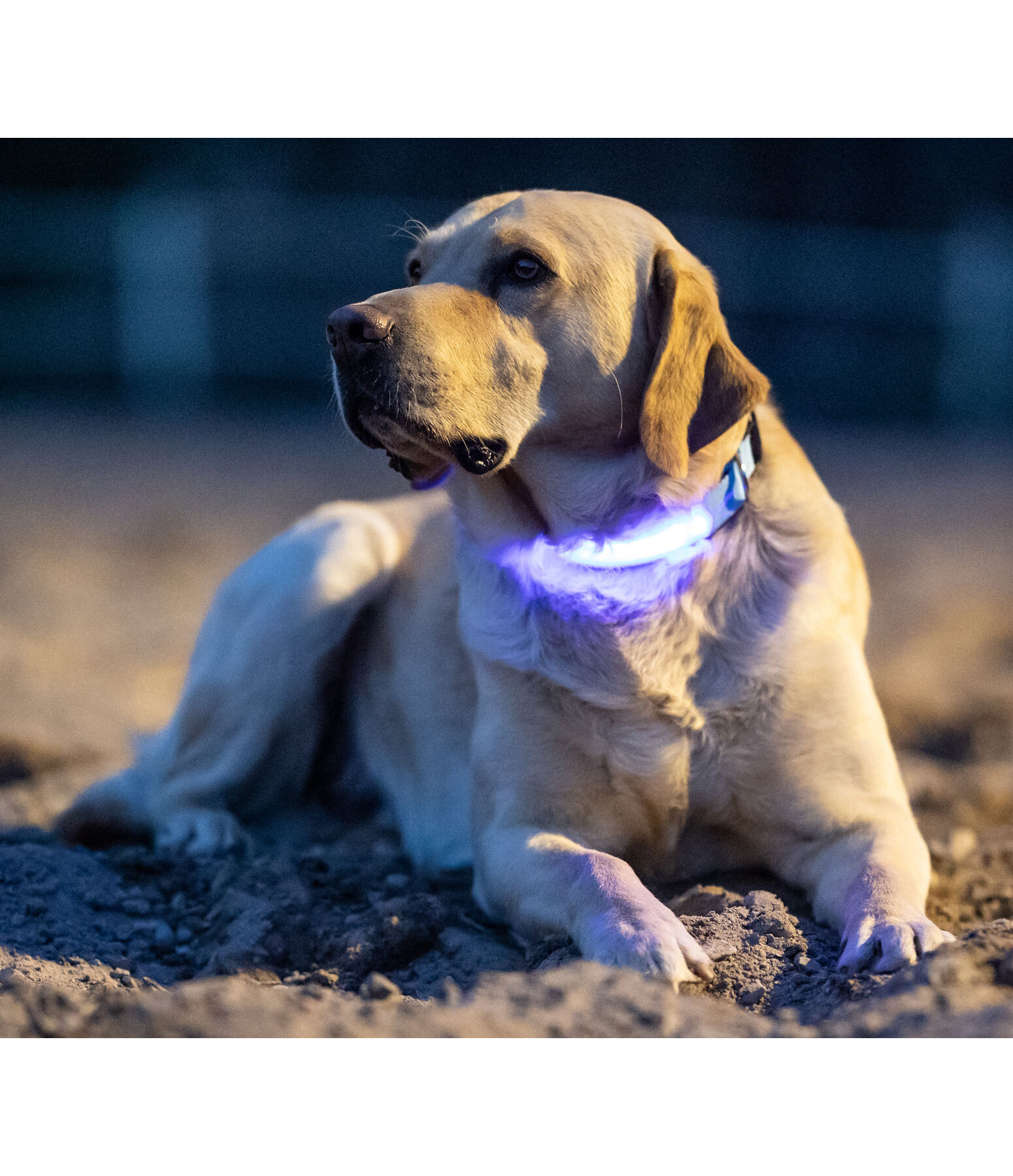 LED Dog Collar Loom