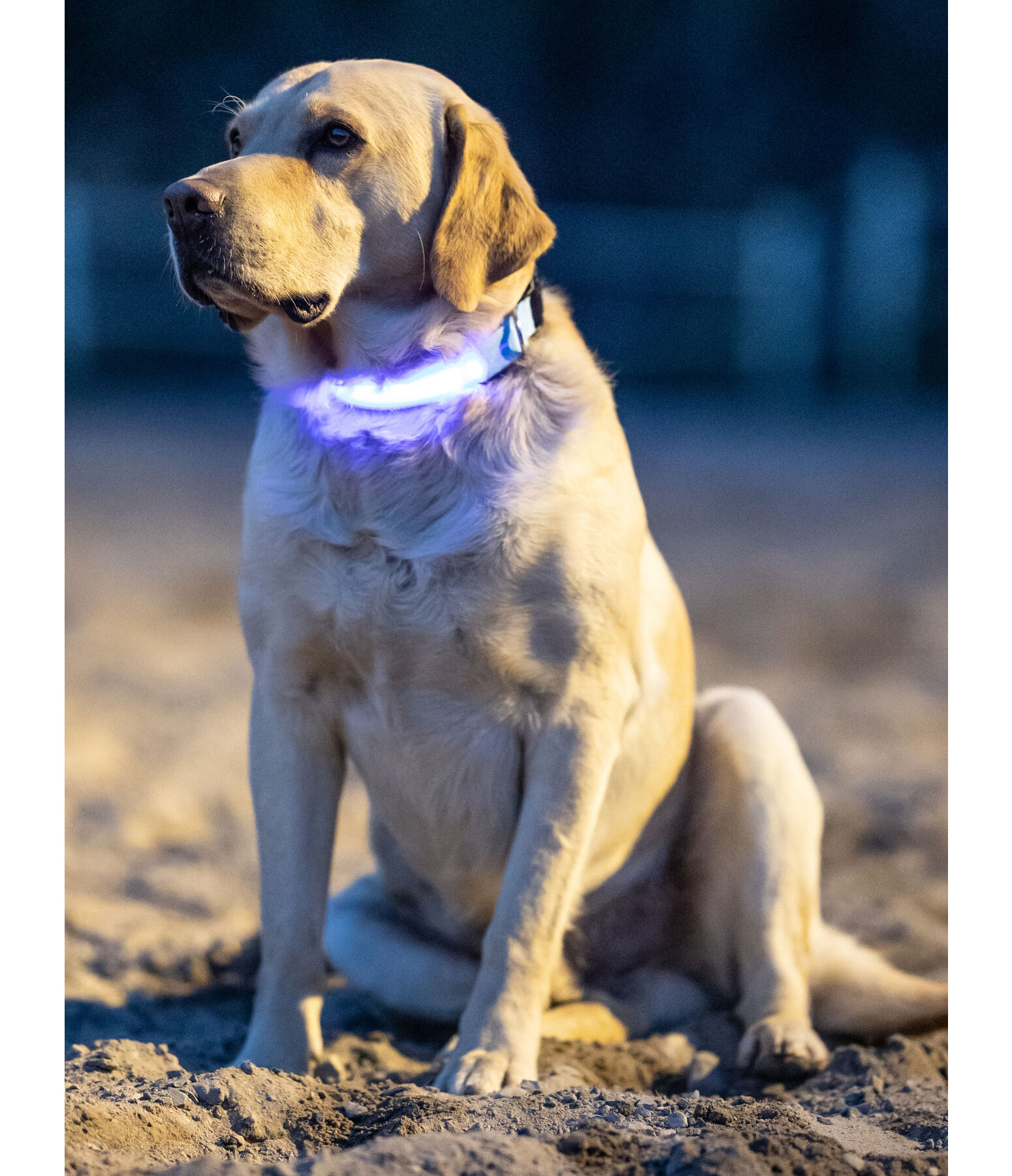 LED Dog Collar Loom