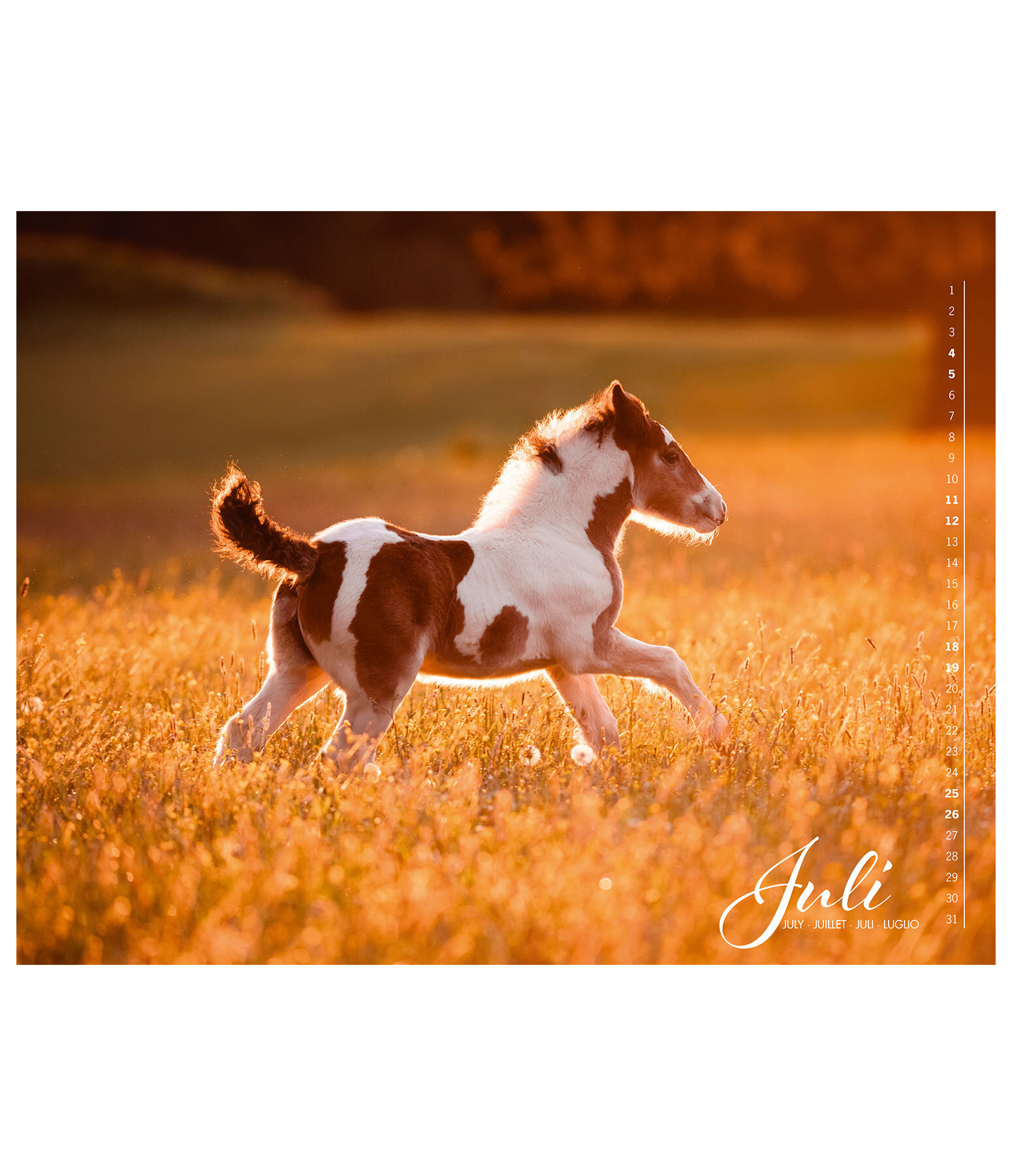 Irish Cob Calender 2026