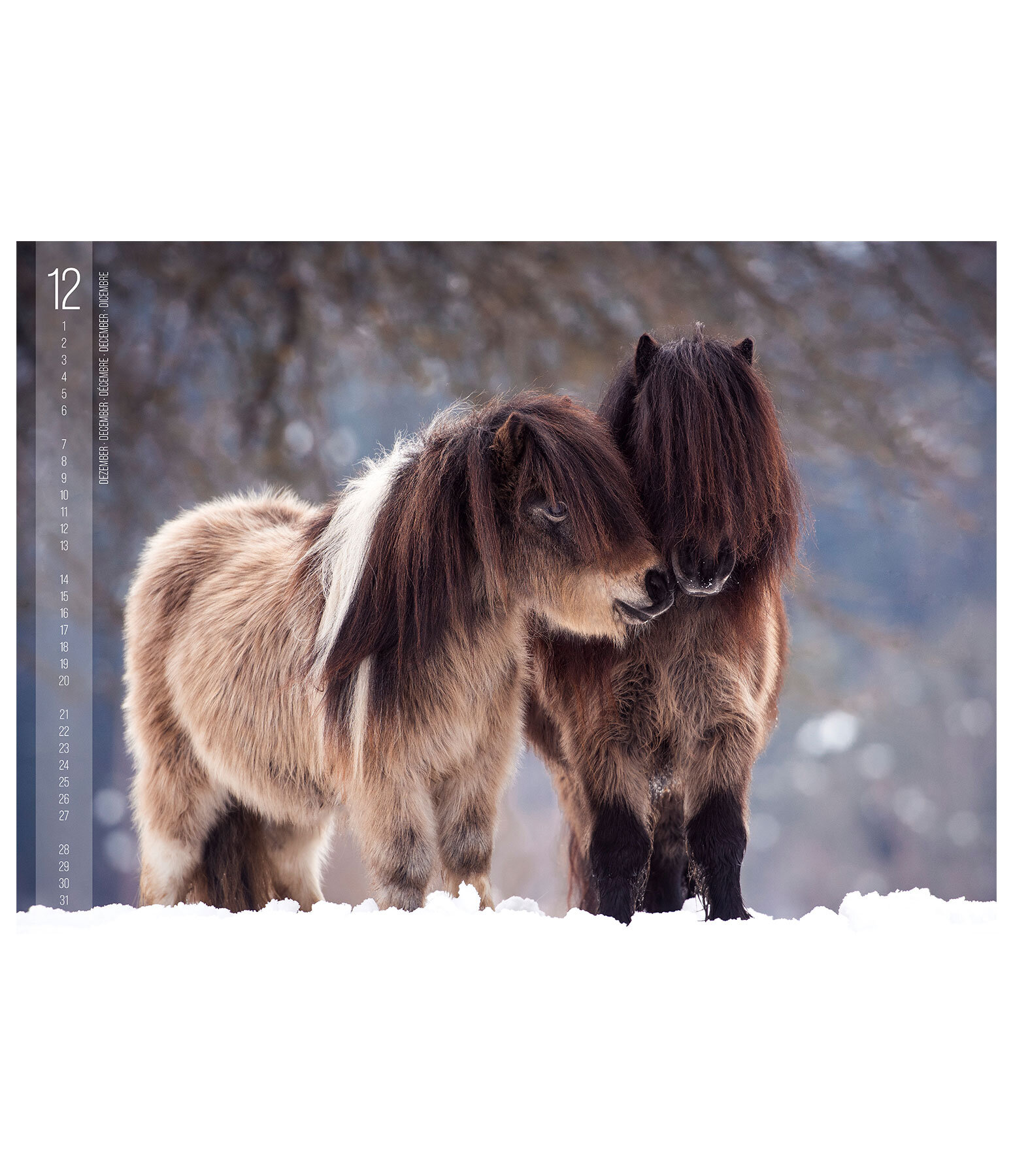 Horses Calender 2026