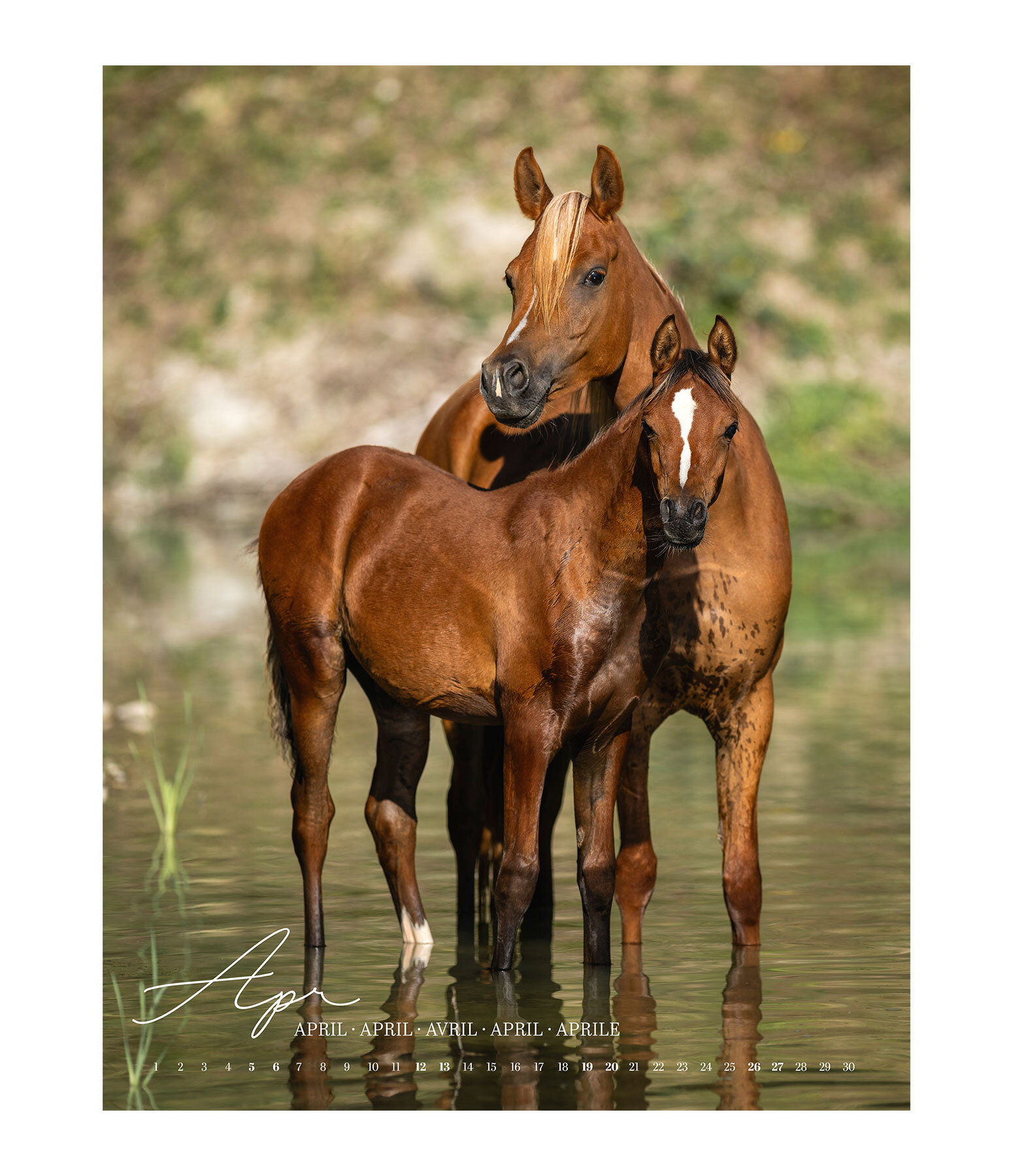 Horse Love Calendar 2026