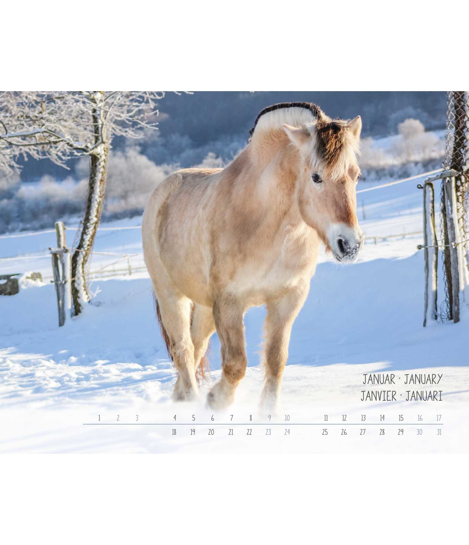 Fjord Horses Calendar 2019 Calendars Kramer Equestrian