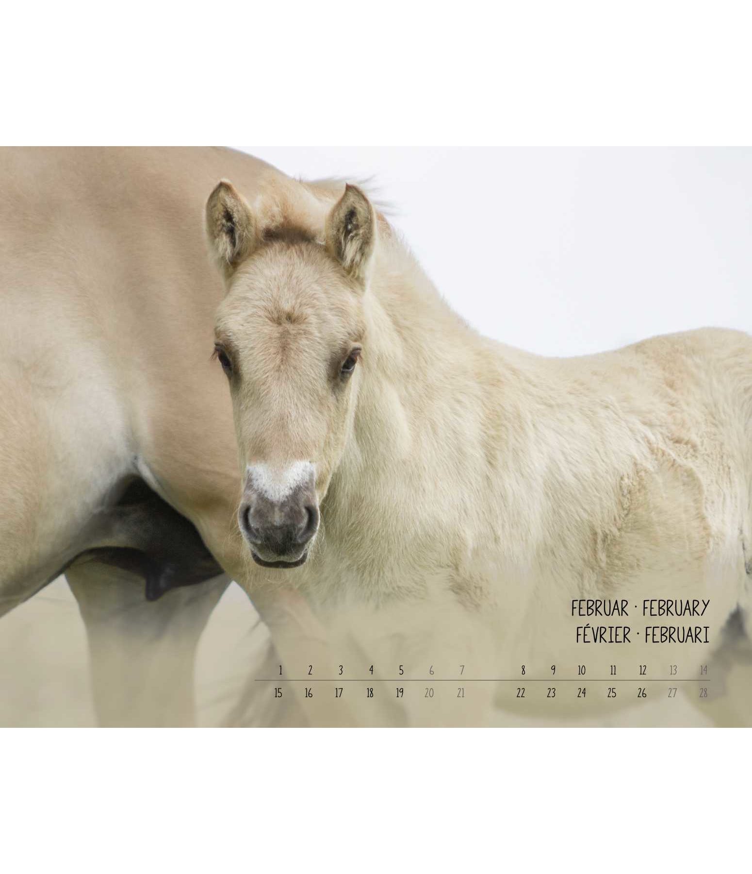 Fjord Horses Calendar 2019 Calendars Kramer Equestrian