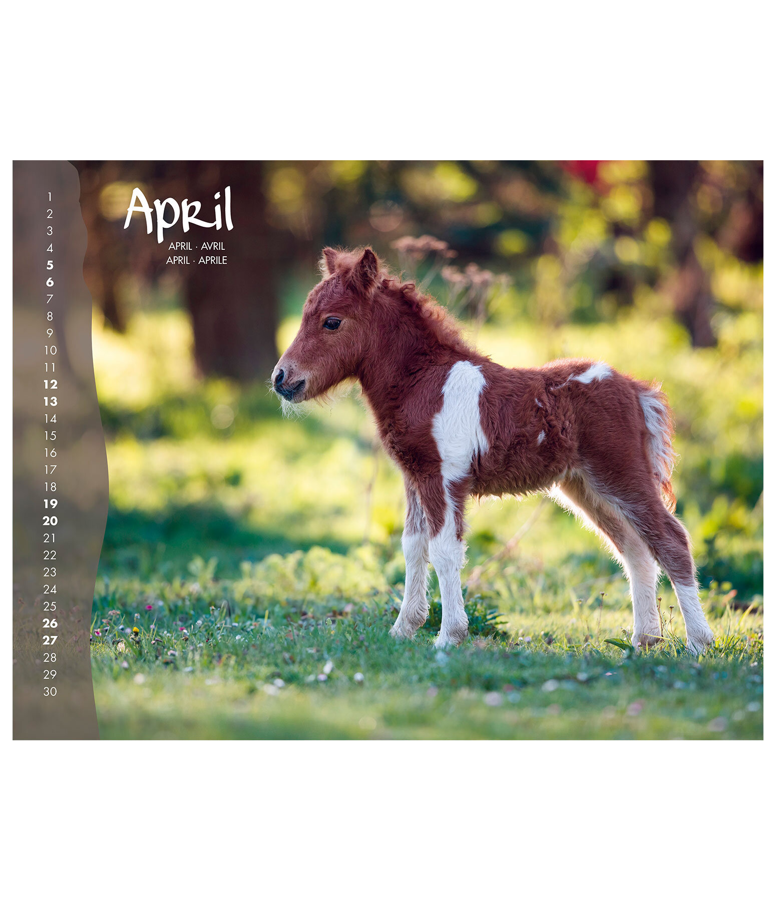 Foals Calendar 2024