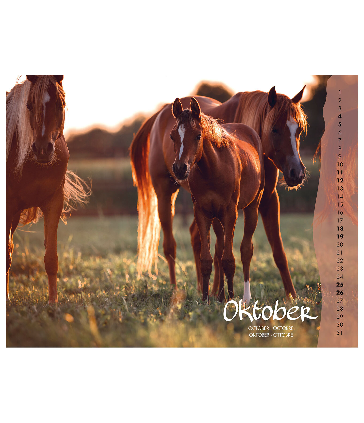 Foals Calendar 2024
