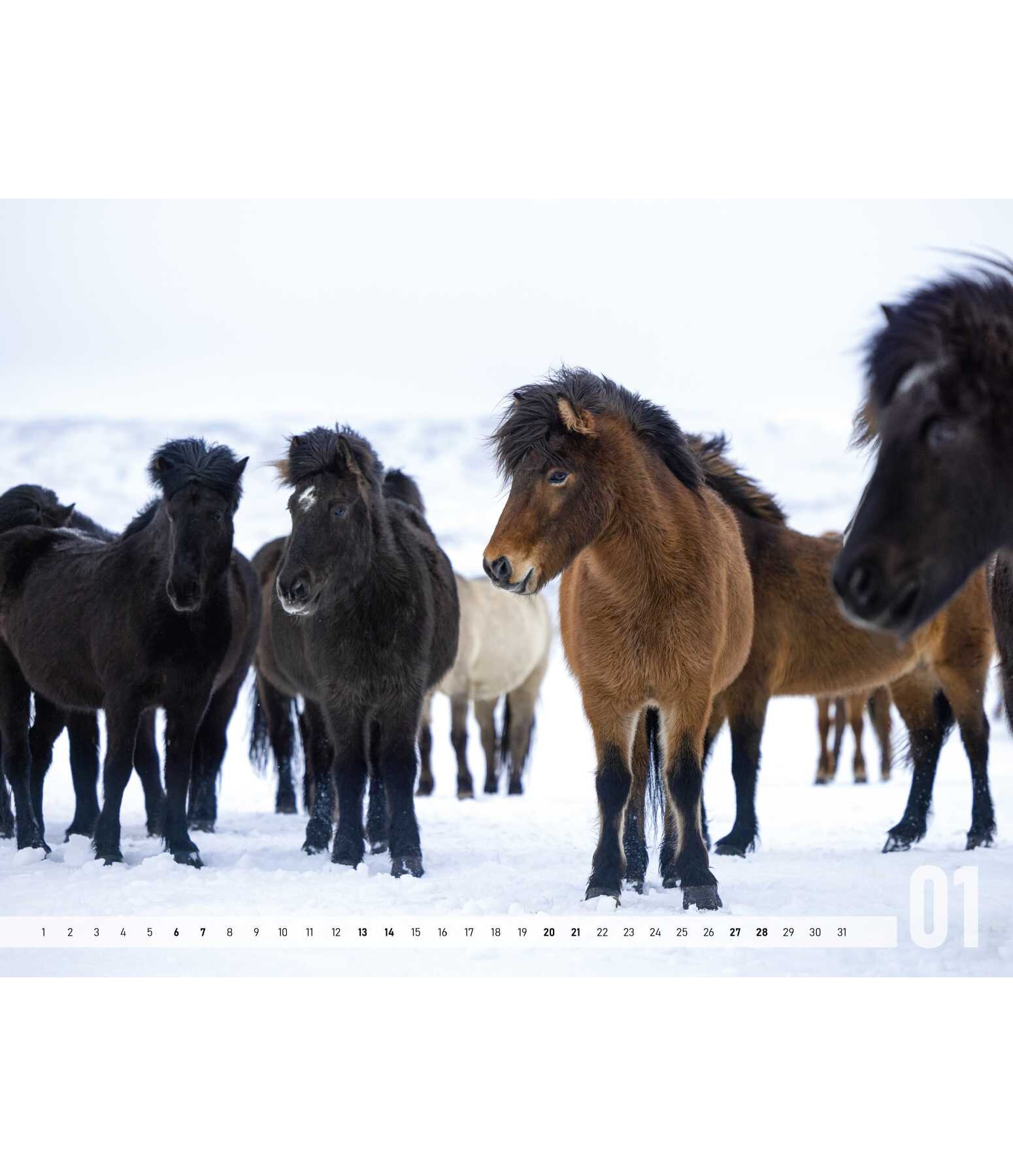 Icelandic Horse Calendar 2023 - Gifts - Kramer Equestrian