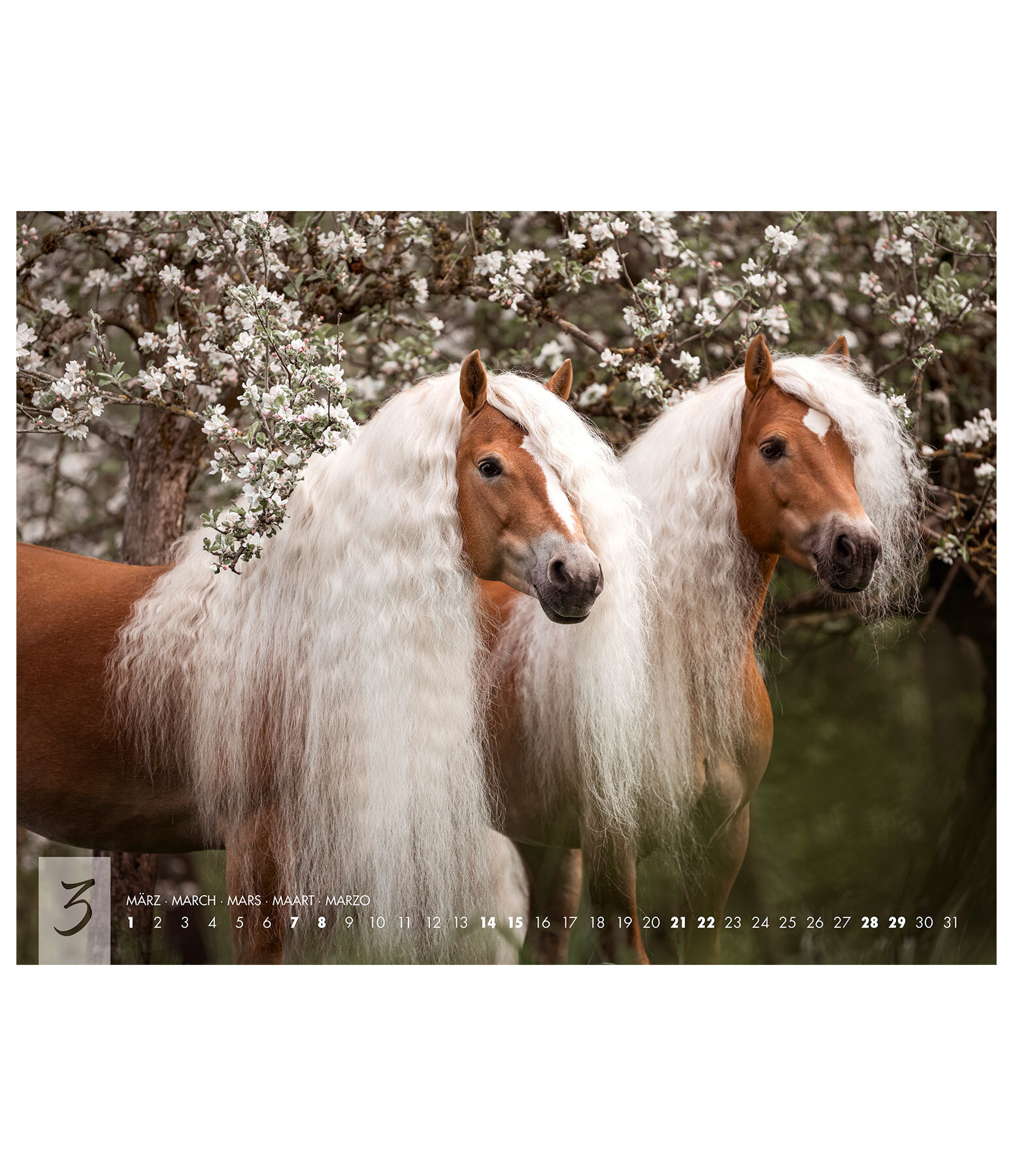 Haflinger Calendar 2026