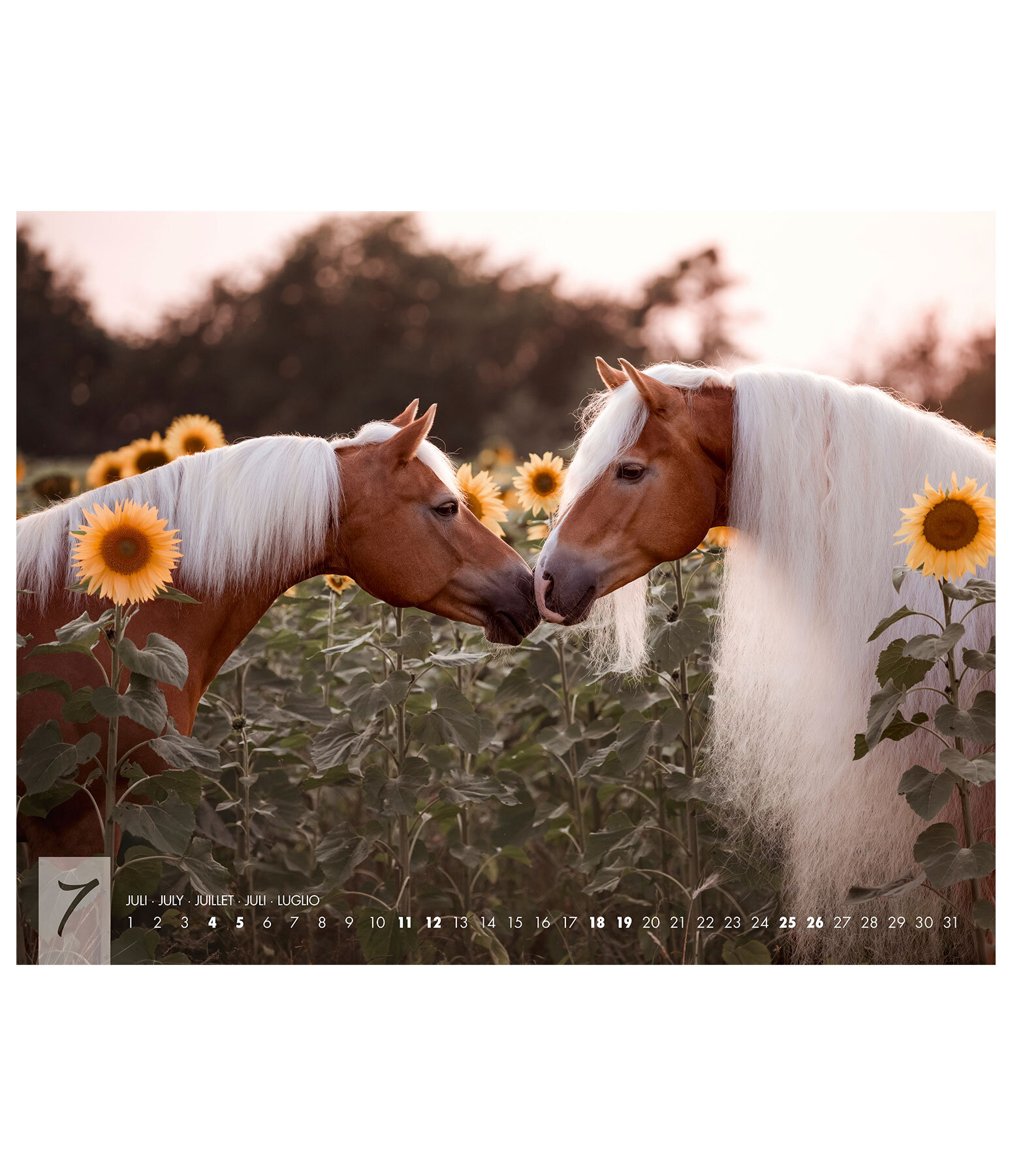 Haflinger Calendar 2026