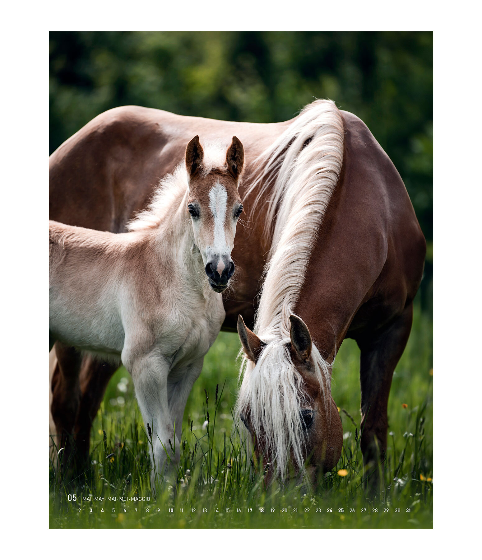 Special Moments Calendar 2025 Calendars Kramer Equestrian