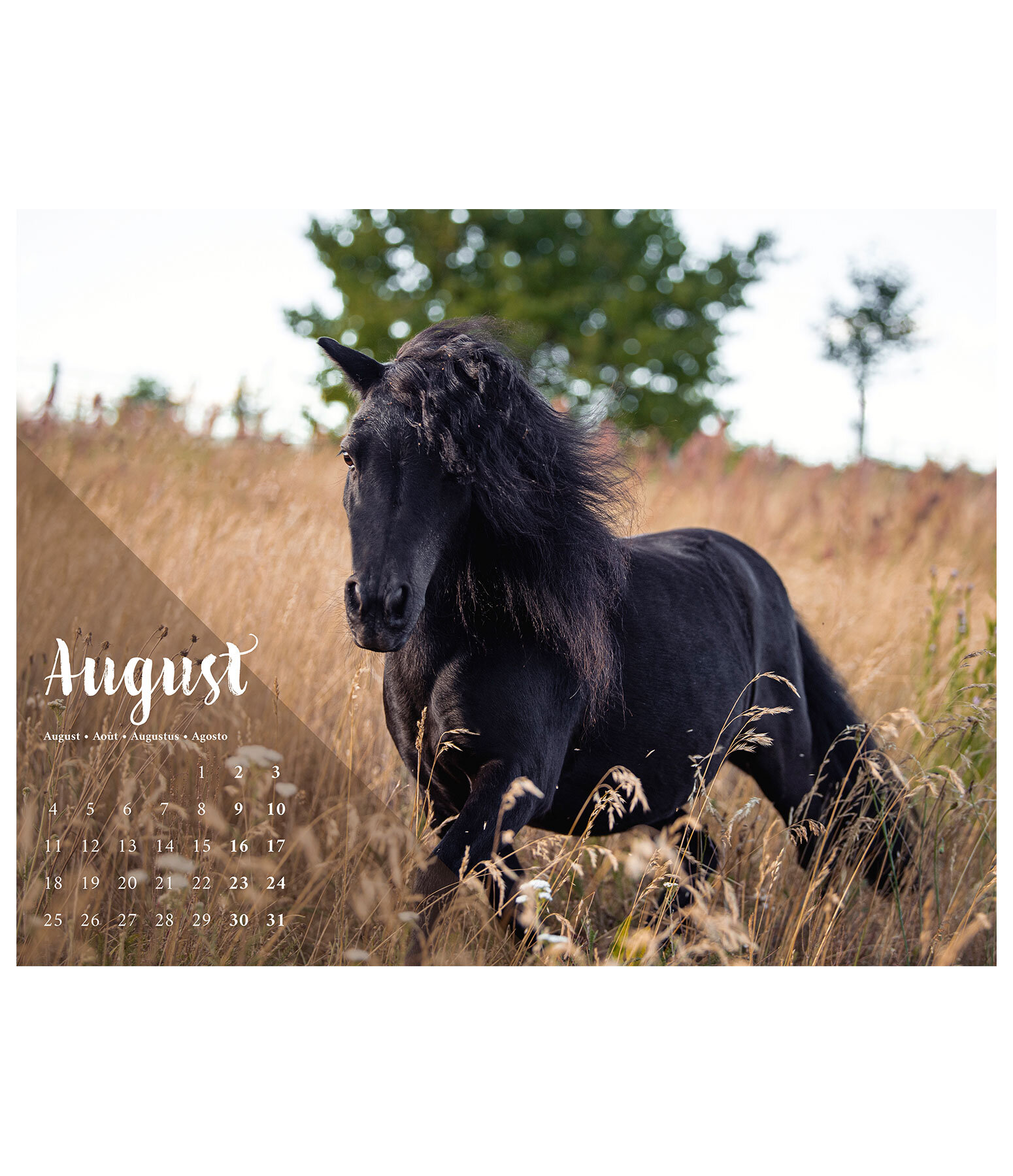 Pony Calendar 2024 Calendars Kramer Equestrian