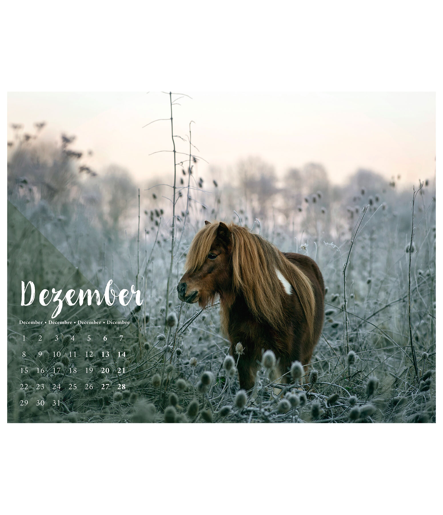 Pony Calendar 2024 Calendars Kramer Equestrian