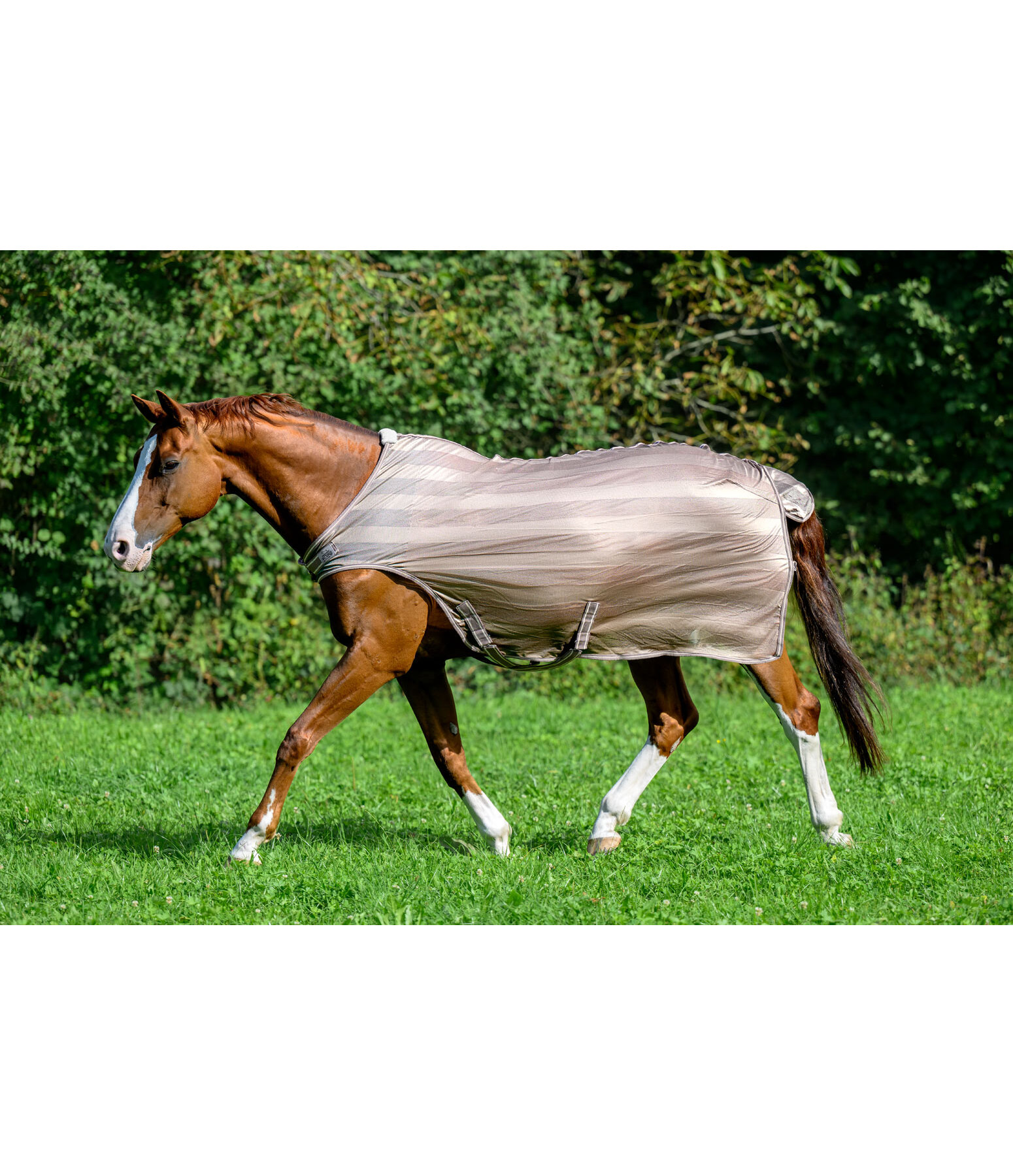 Fly Walker Economy Light