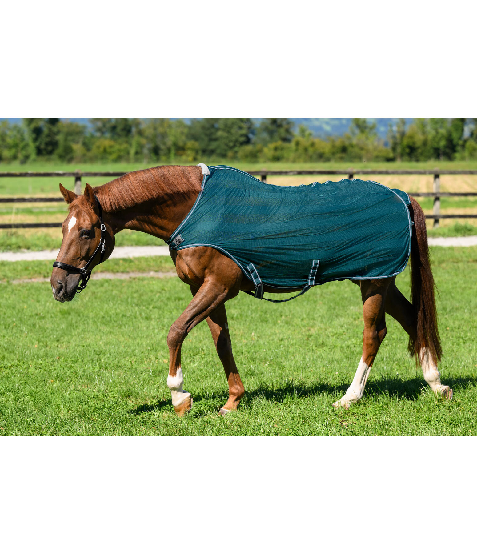 Fly Walker Economy Light