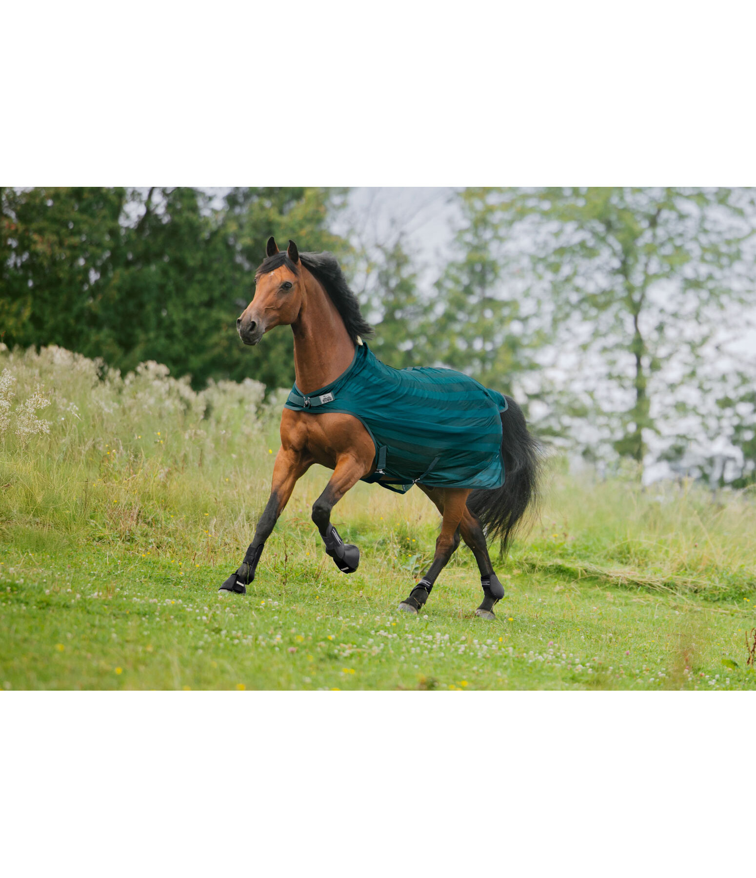 Fly Walker Economy Light