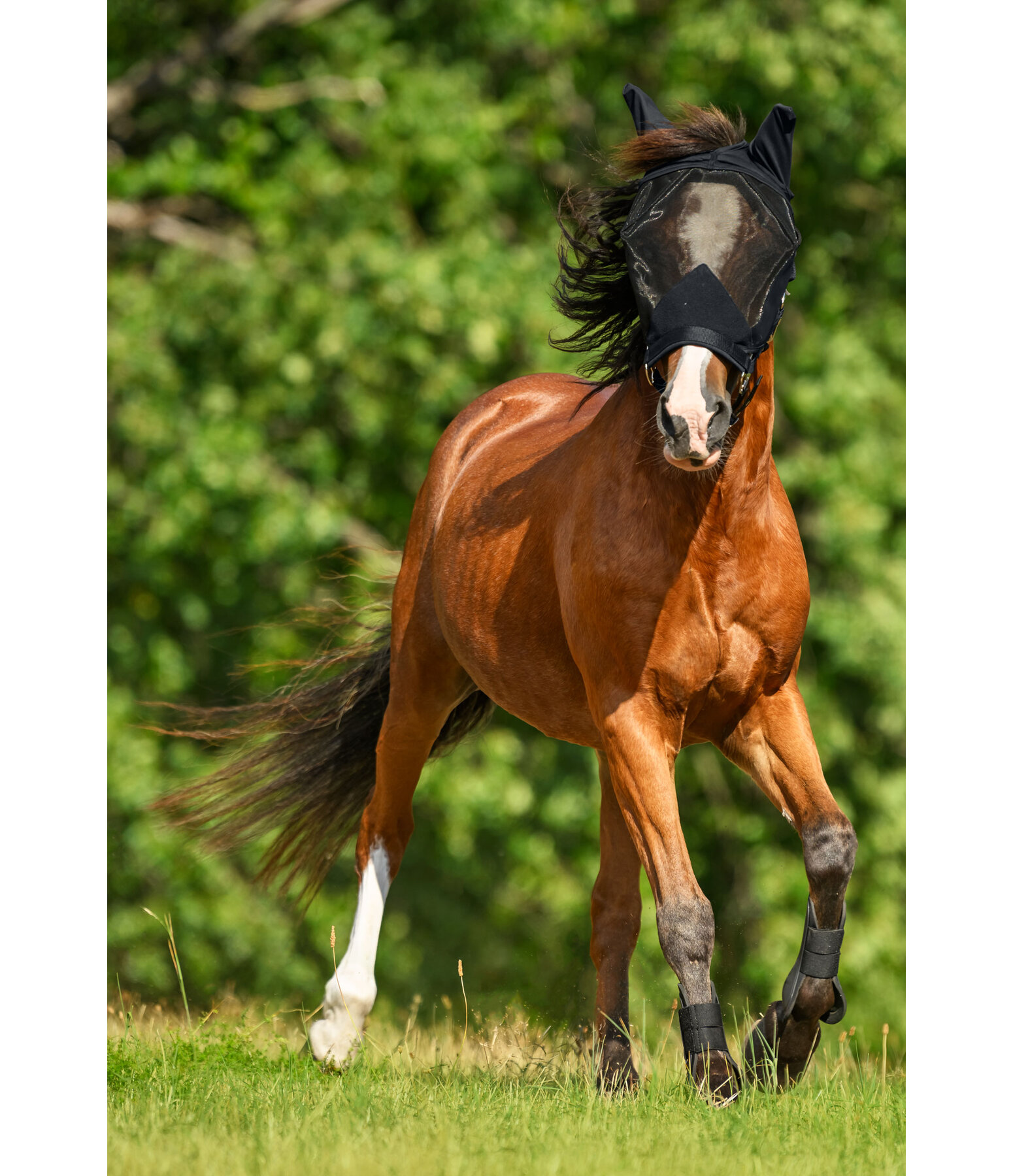 Fly Protection Headcollar with Integrated Fly Mask All-In-One