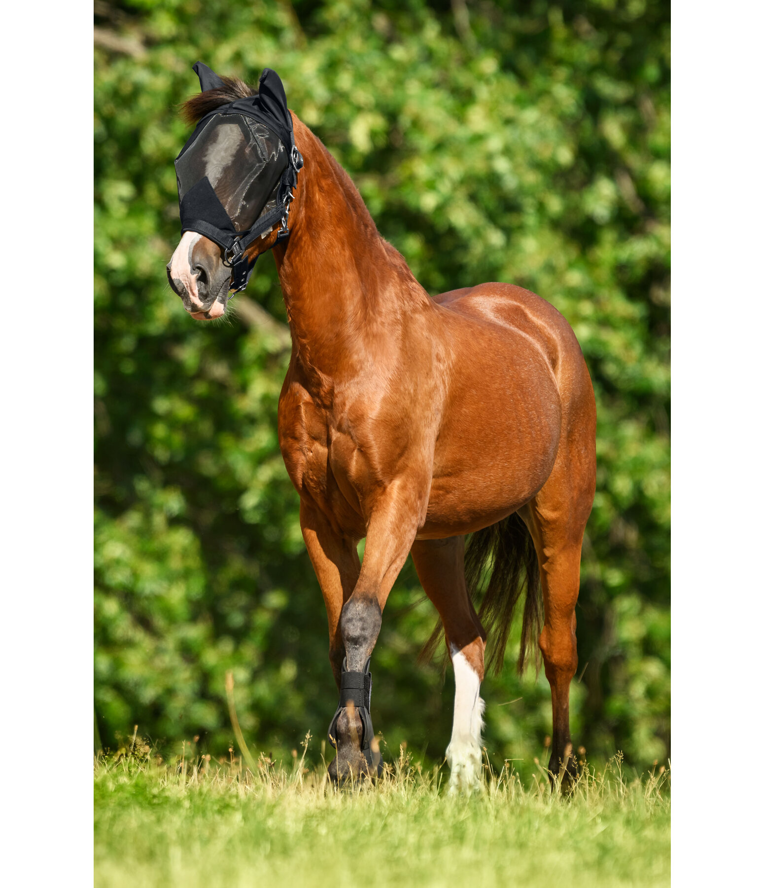 Fly Protection Headcollar with Integrated Fly Mask All-In-One