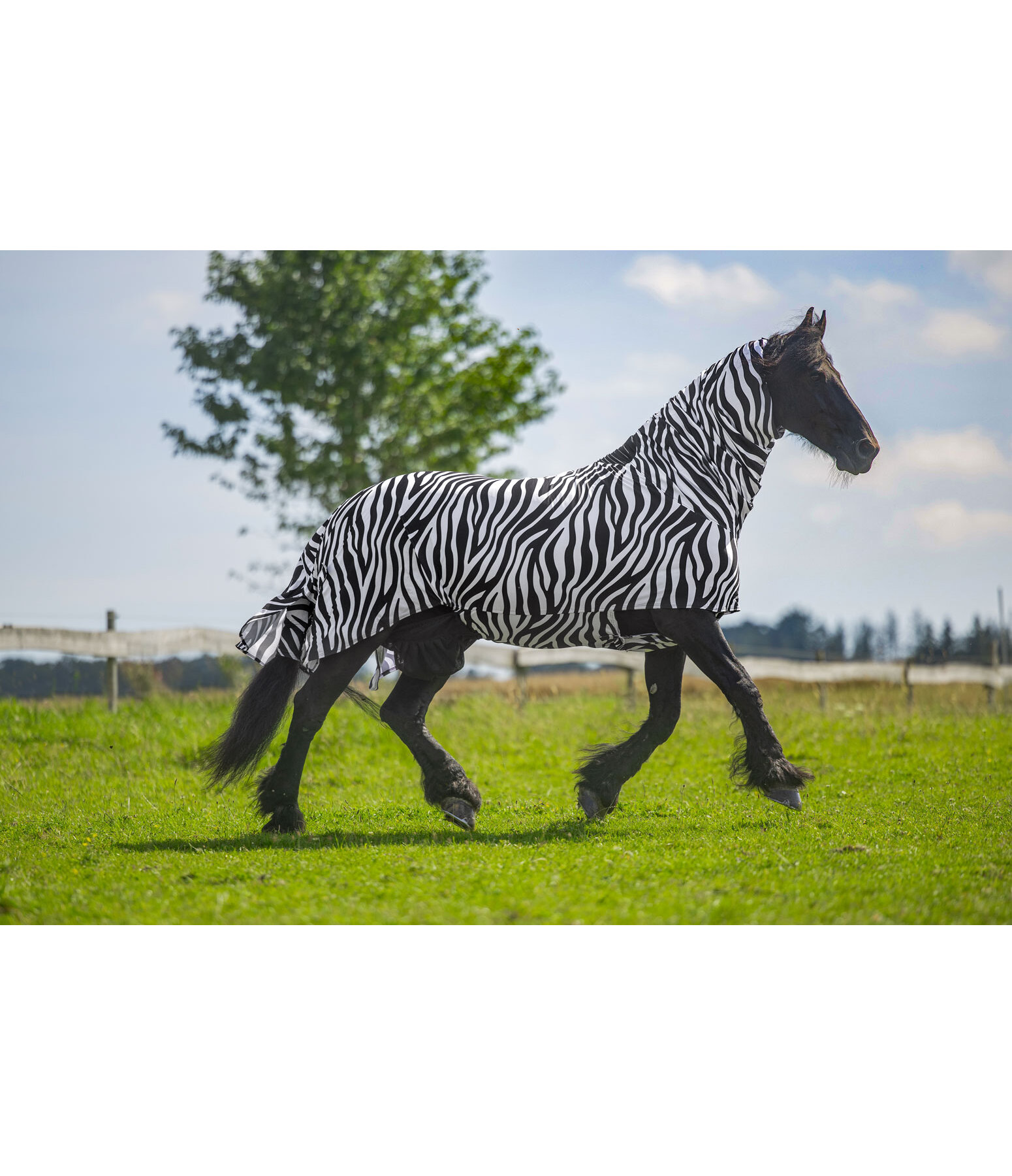 Zebra Sweet Itch Rug Gibson II