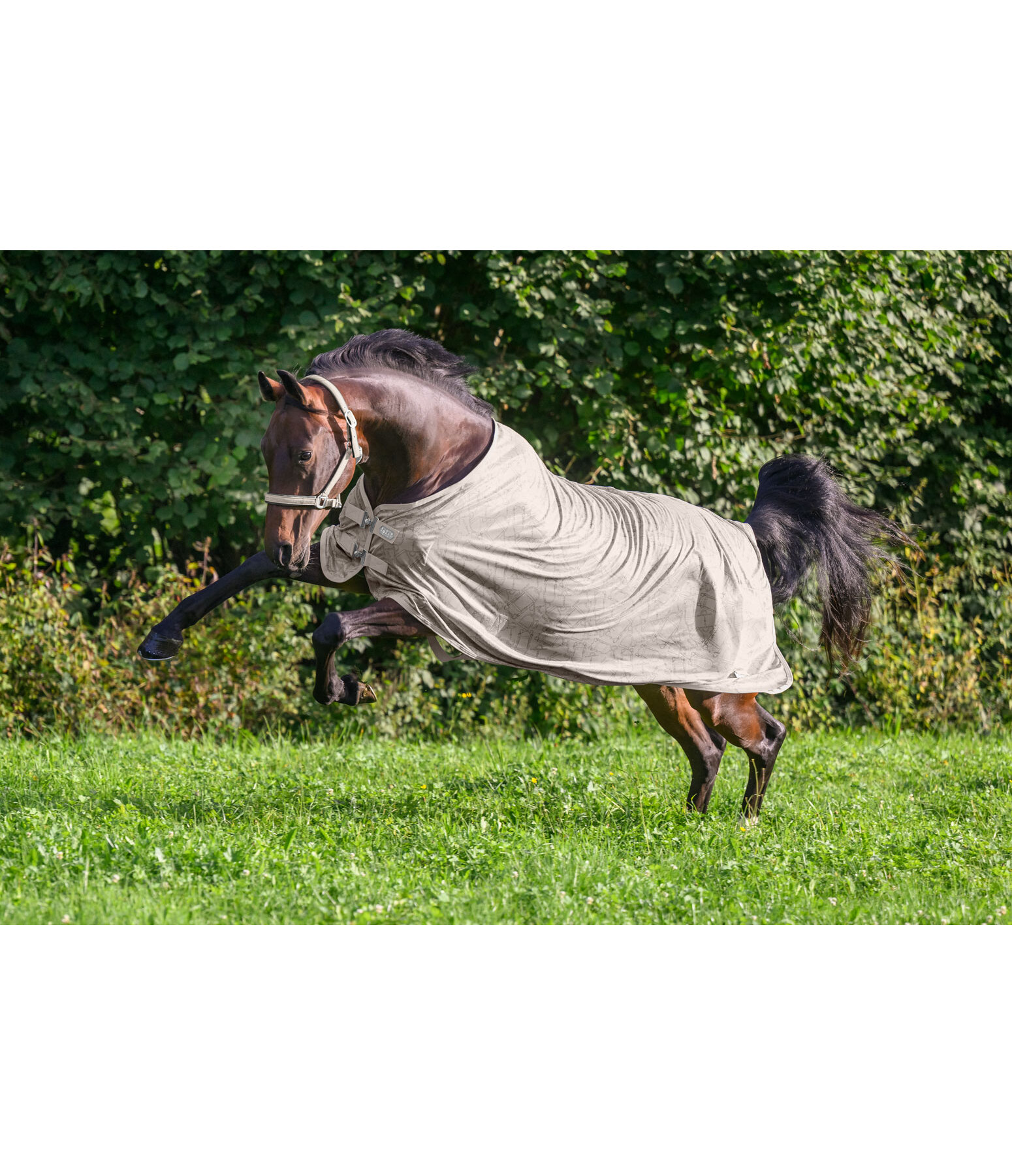 Fly Rug Collection Signature III