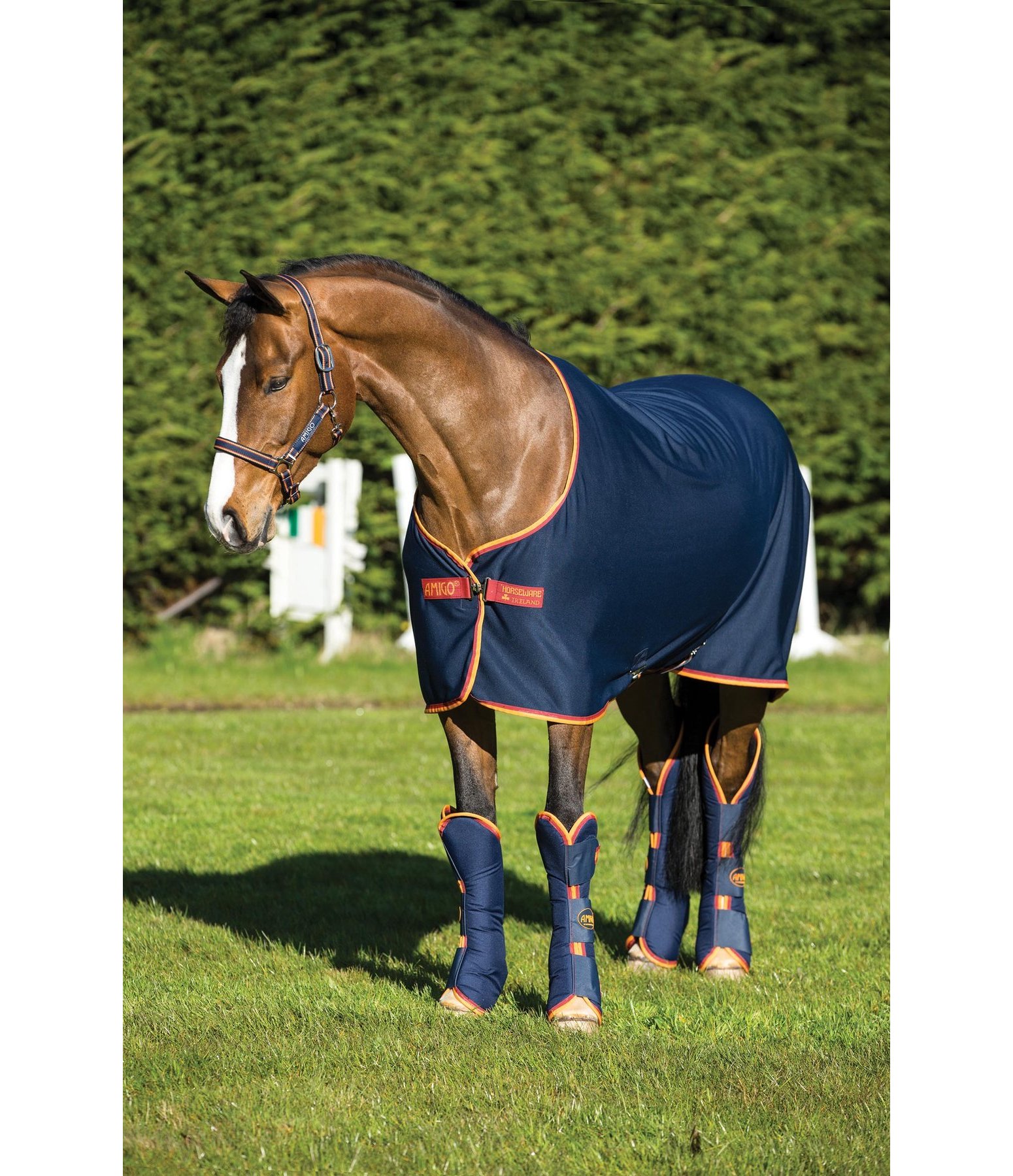 AMIGO Jersey Cooler Rug Coolers Kramer Equestrian