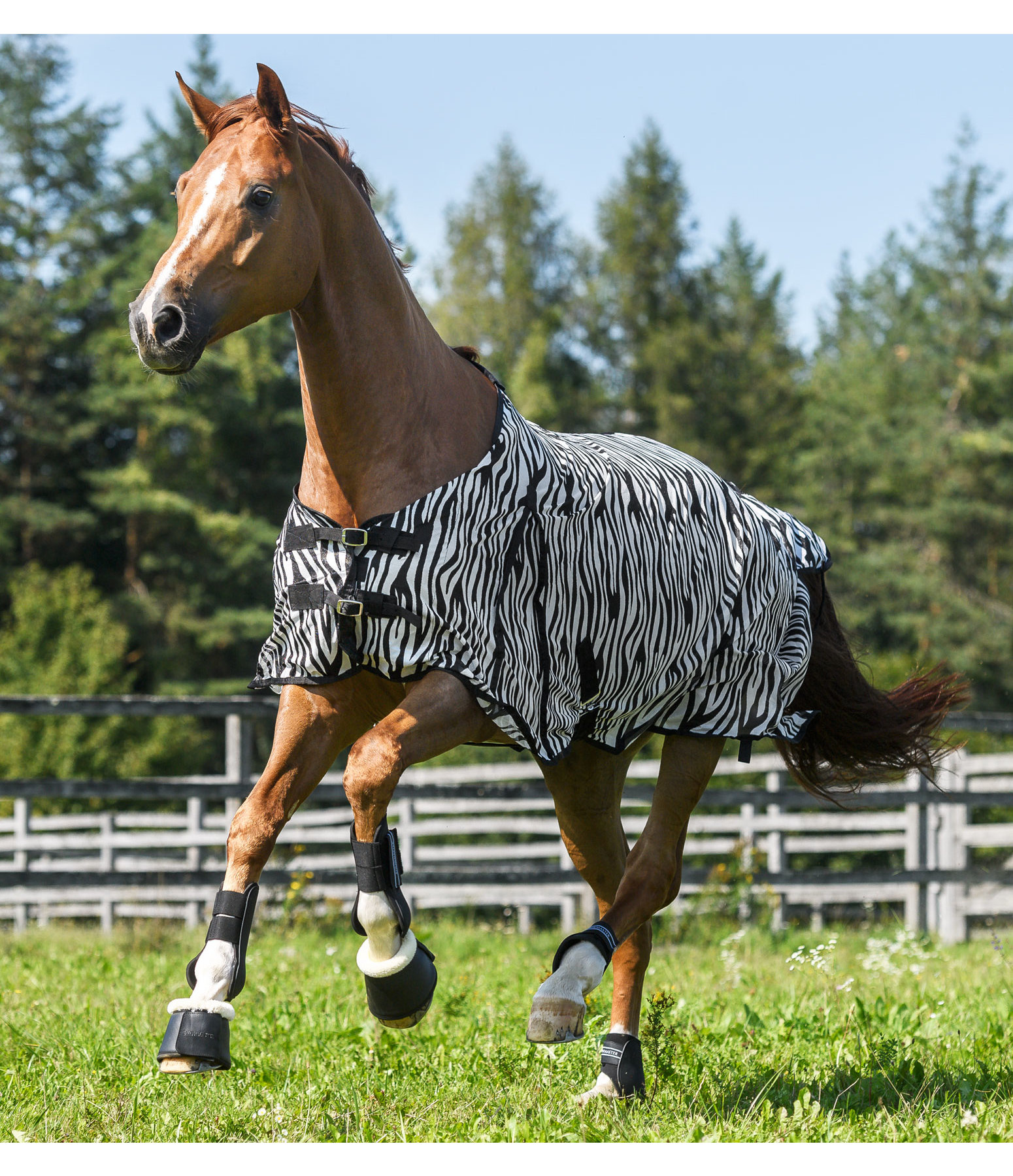 Zebra Fly Rug