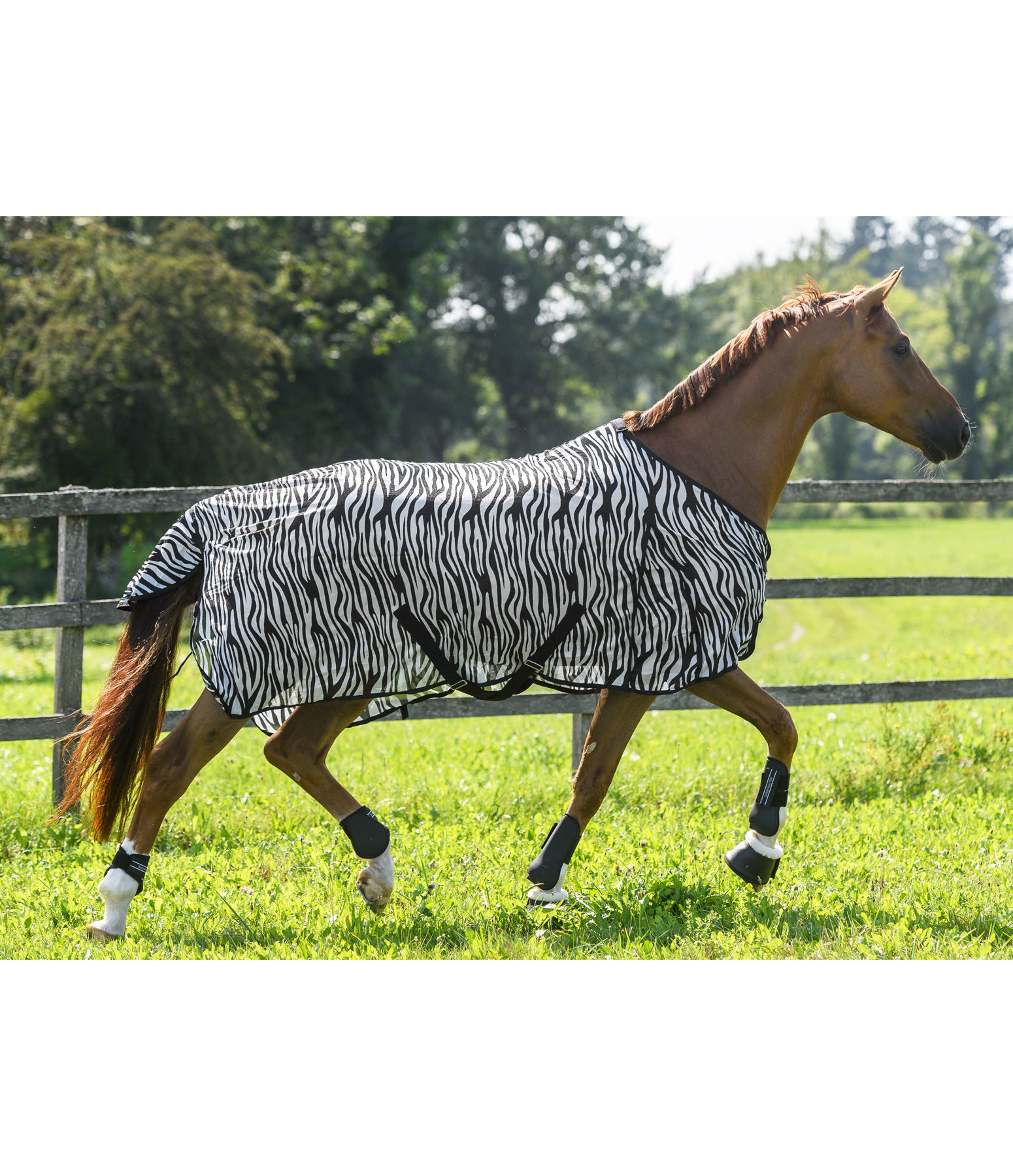 Zebra Fly Rug