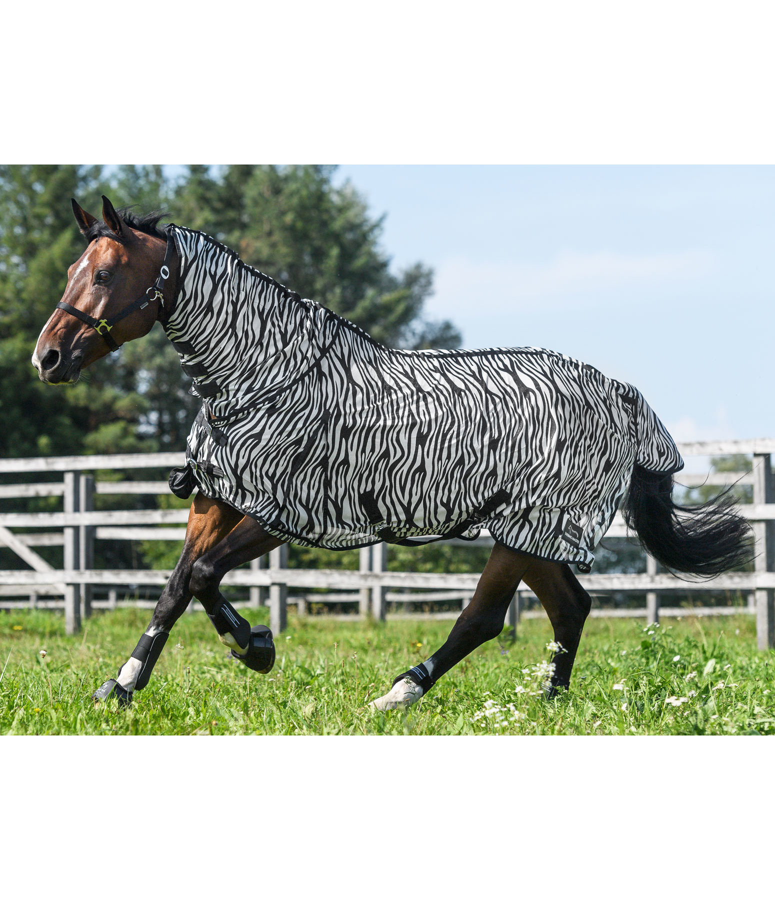 Zebra Fly Rug Combo