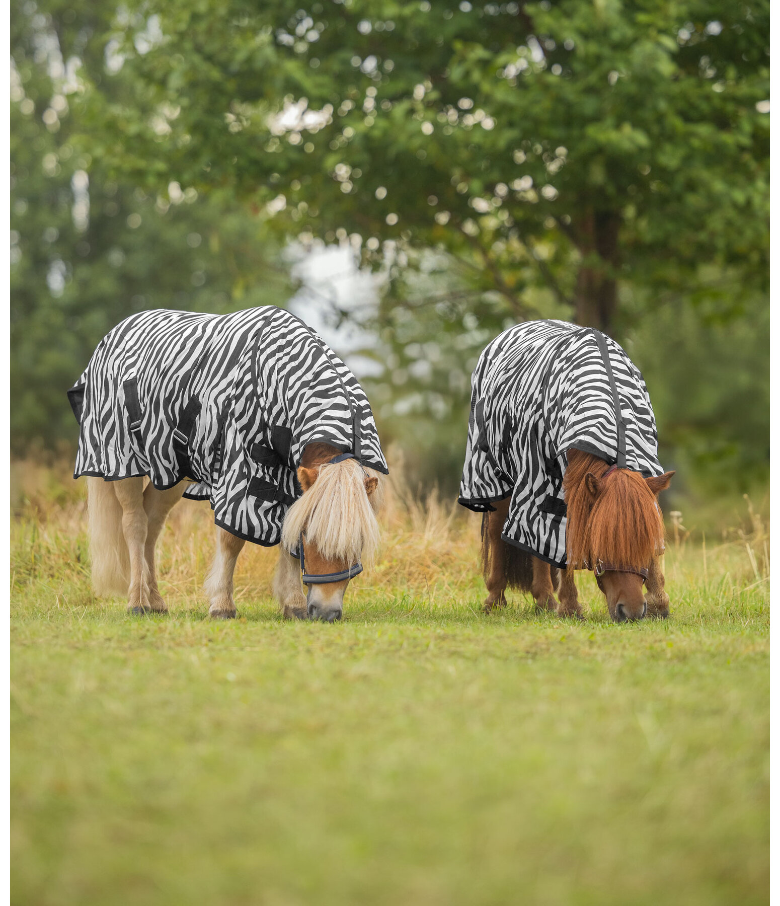 Zebra Fly Rug Combo