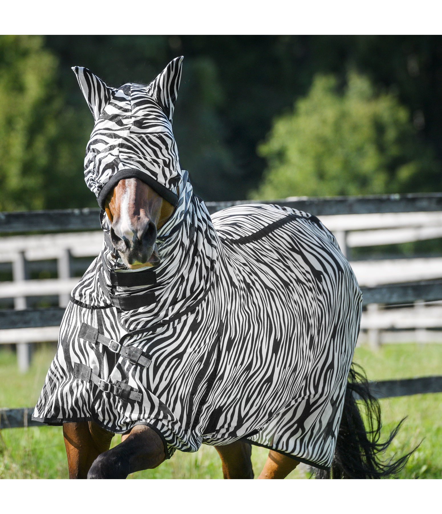 Fly Mask Zebra