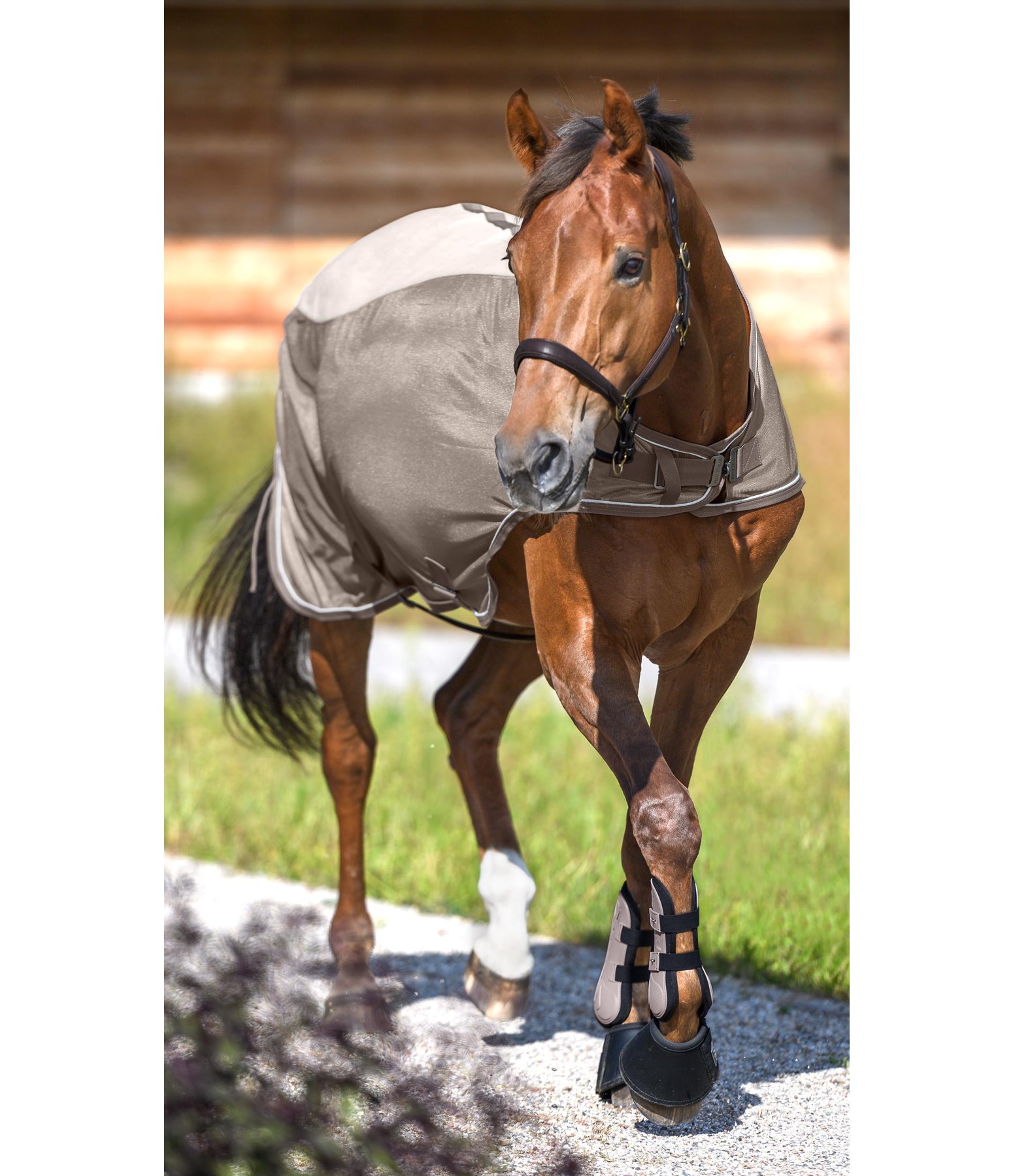 2 in 1 Walker Rug Maddox Fly Rugs & Accessories Kramer Equestrian