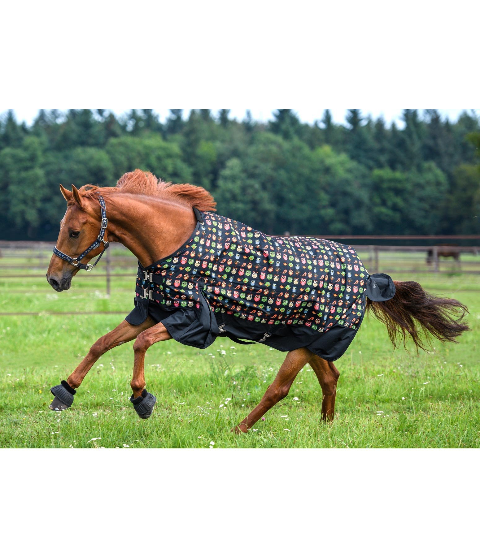 Turnout Rug Owl Family Lightweight Turnout Rugs Kramer Equestrian