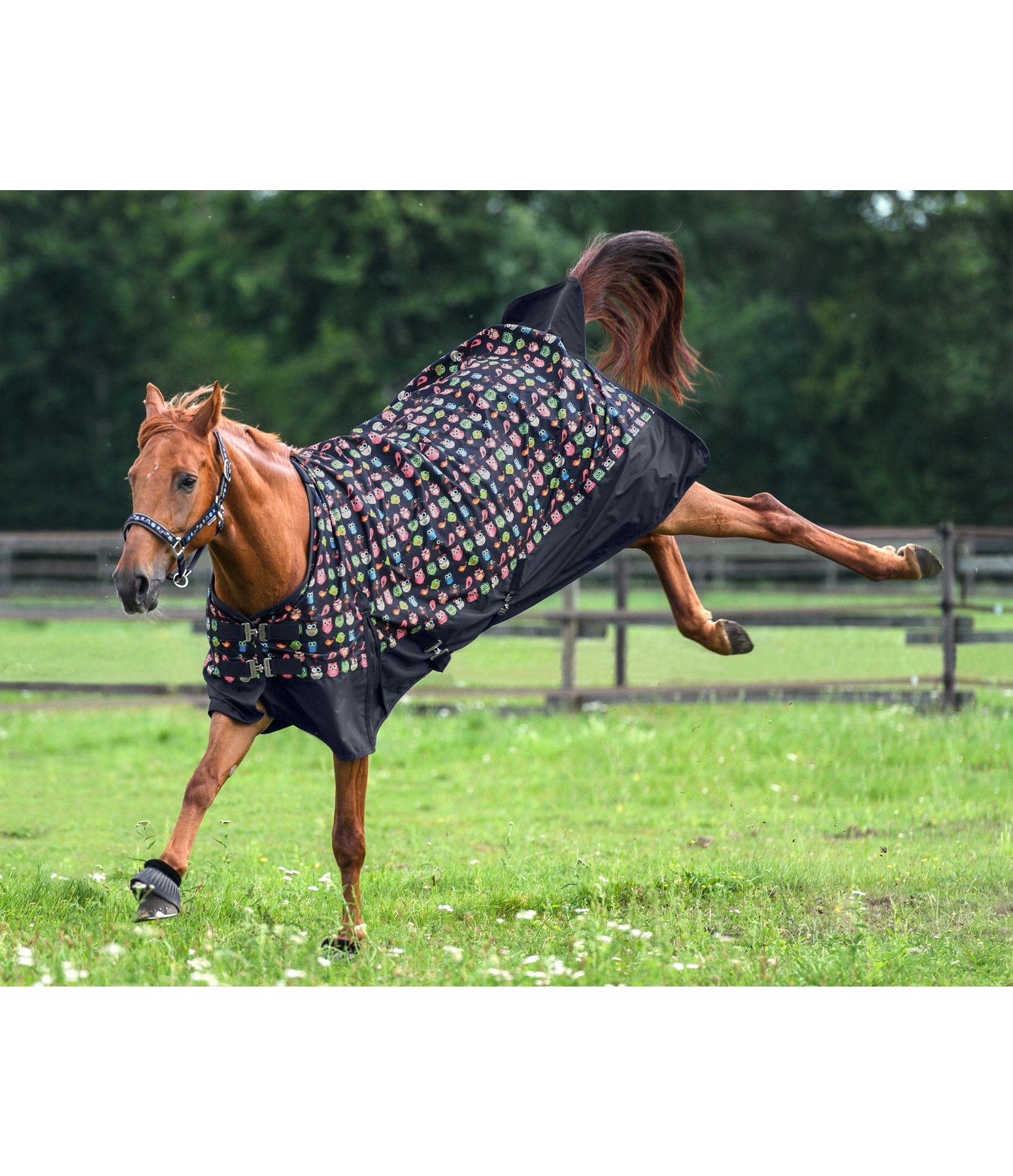 Turnout Rug Owl Family Lightweight Turnout Rugs Kramer Equestrian