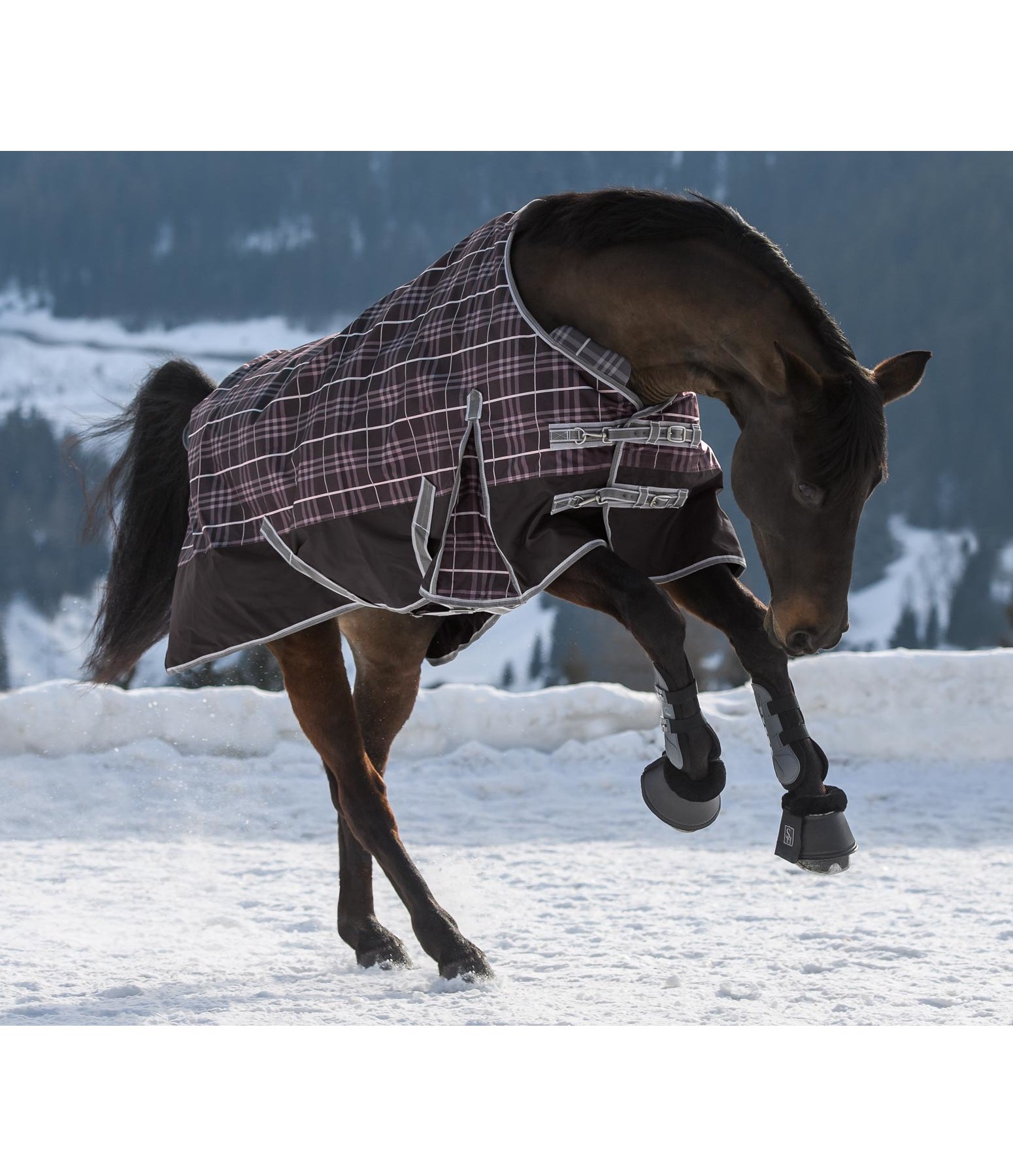 Turnout Rug Chester Lightweight Turnout Rugs Kramer Equestrian