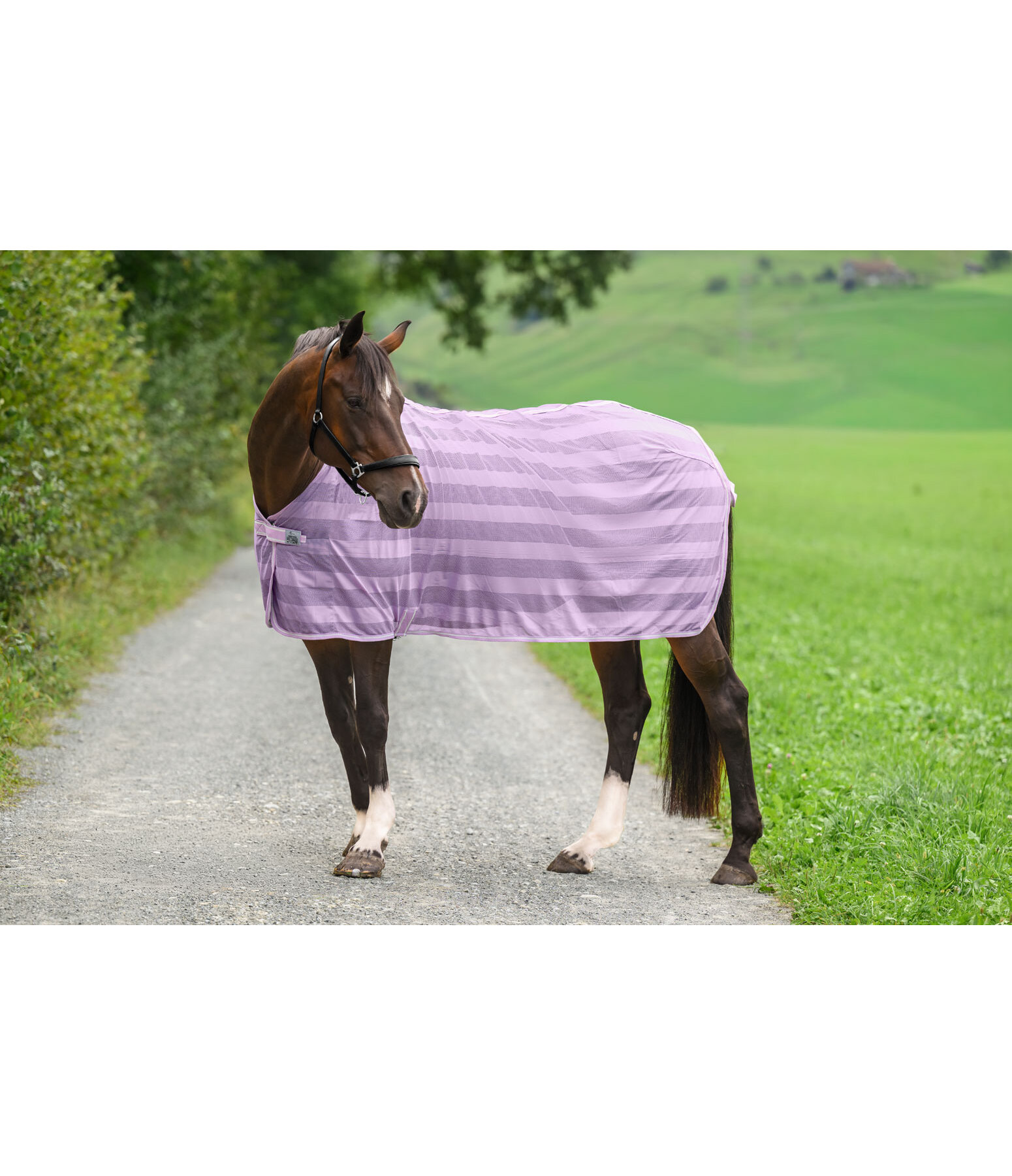 Fly Rug Economy Light