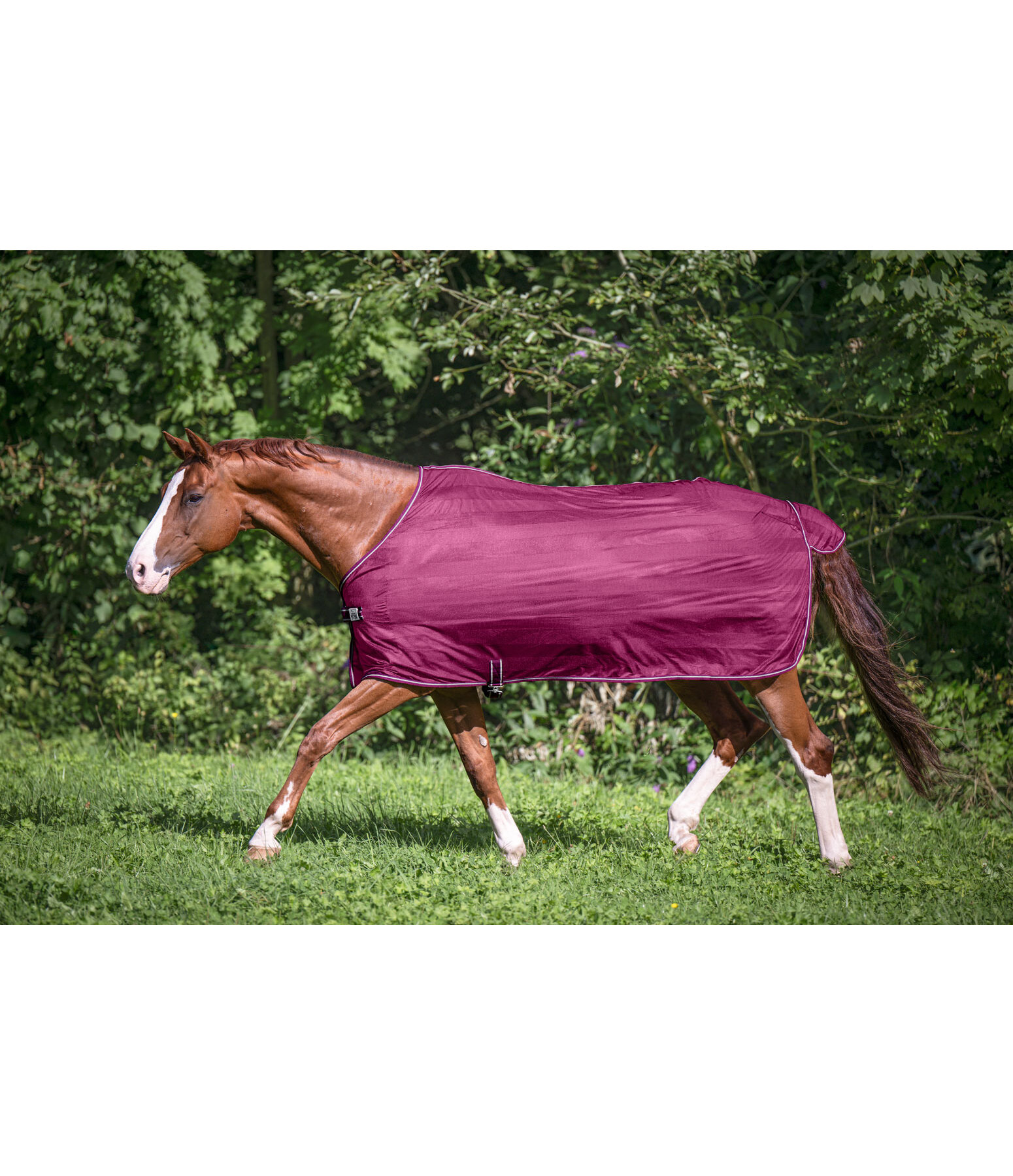 Fly Rug Economy Light