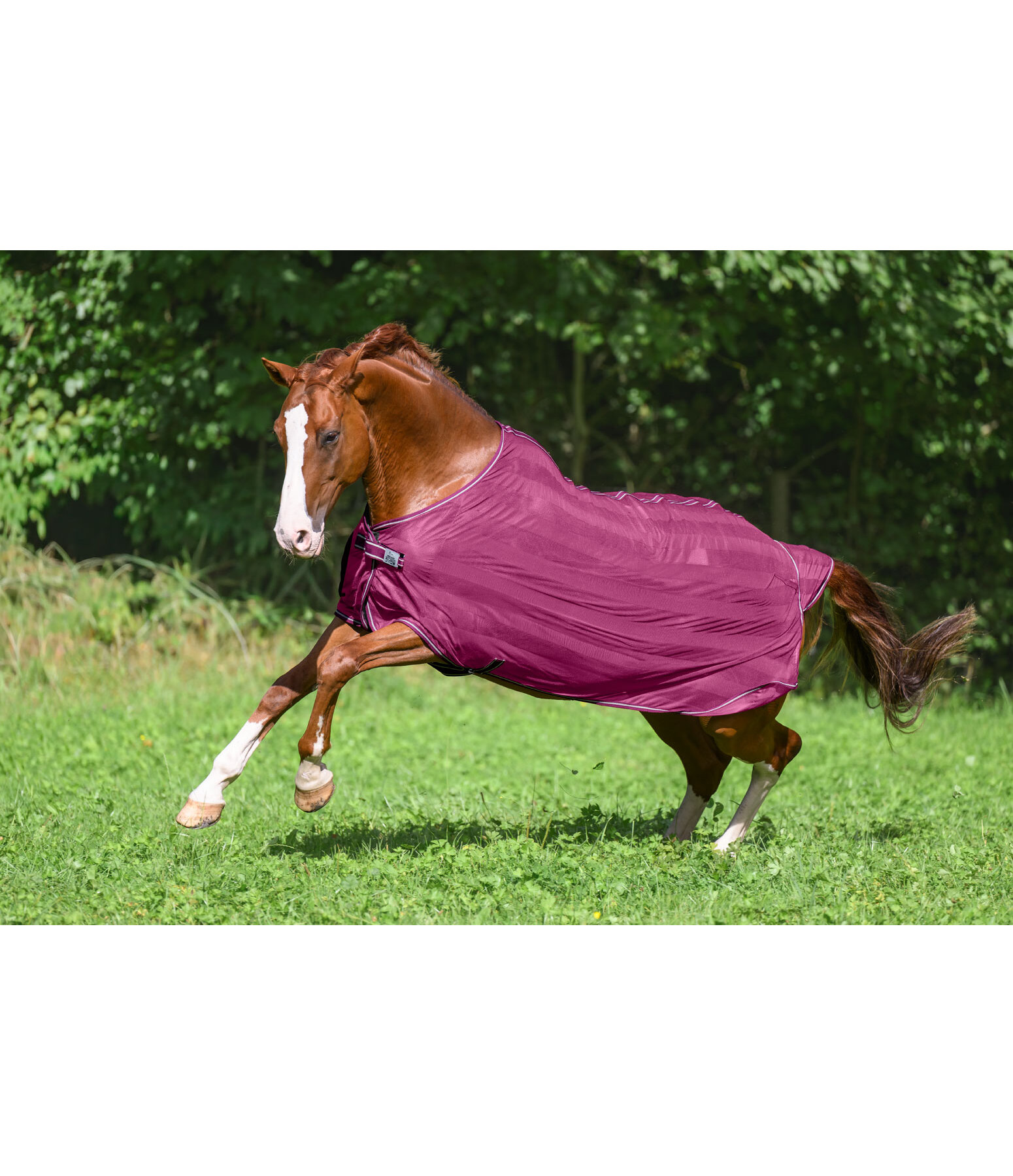 Fly Rug Economy Light