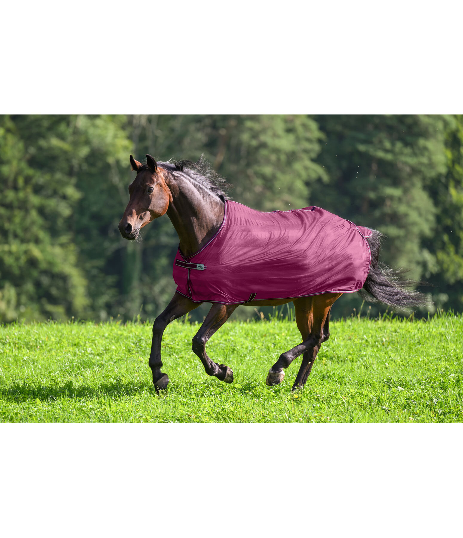 Fly Rug Economy Light