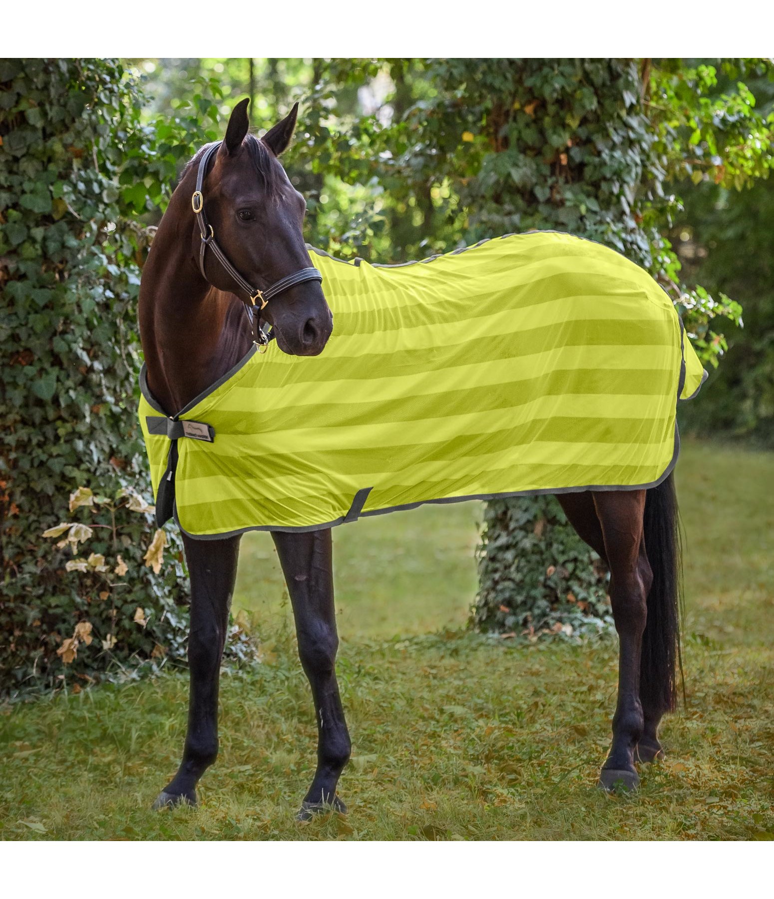 Fly Rug Economy Light Fly Rugs Kramer Equestrian